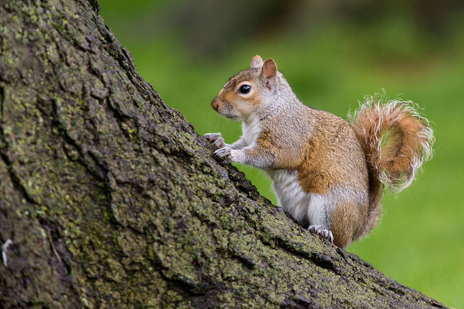 Scoiattolo Green Park Londra
