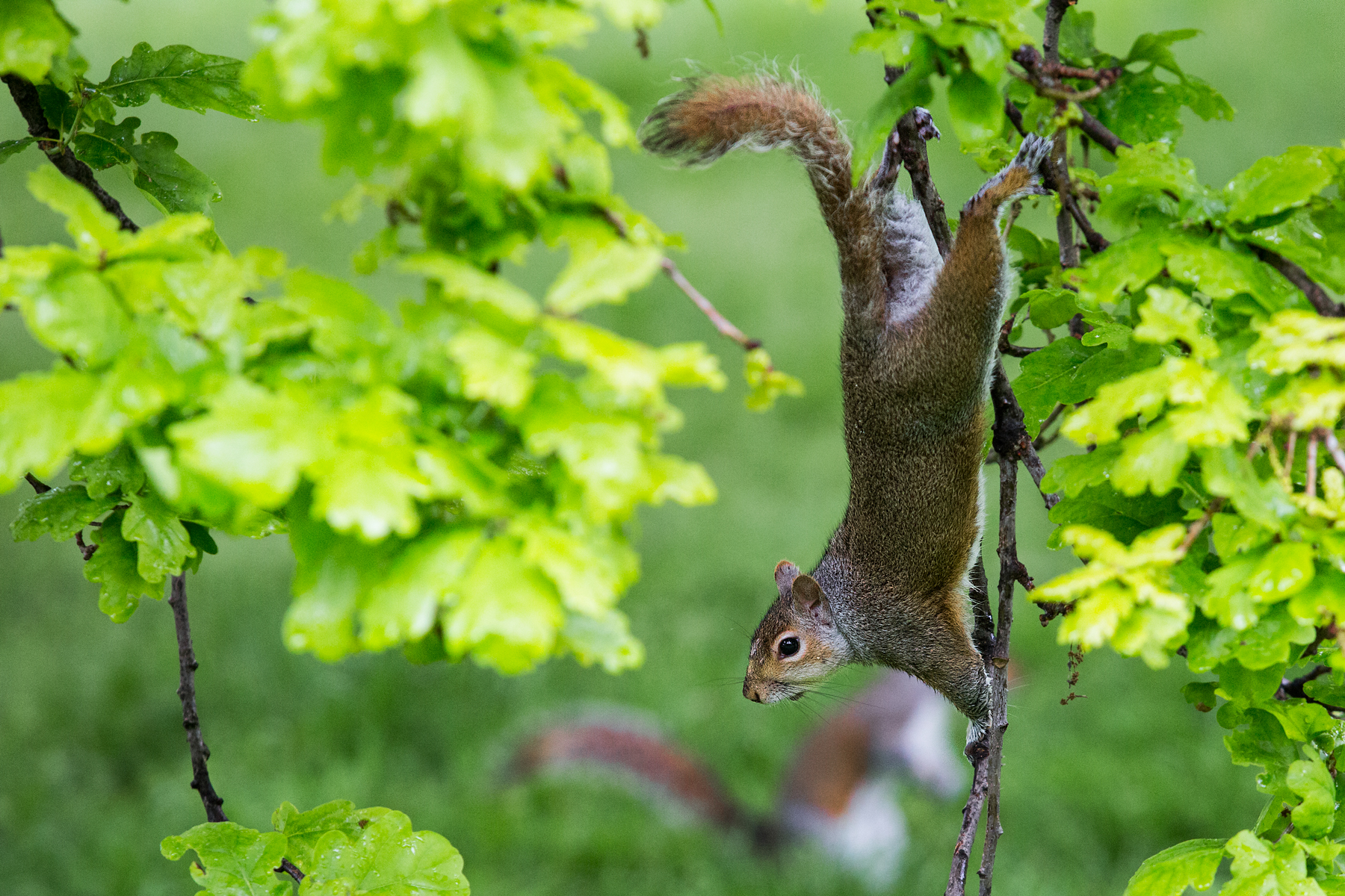 Scoiattolo Green Park Londra