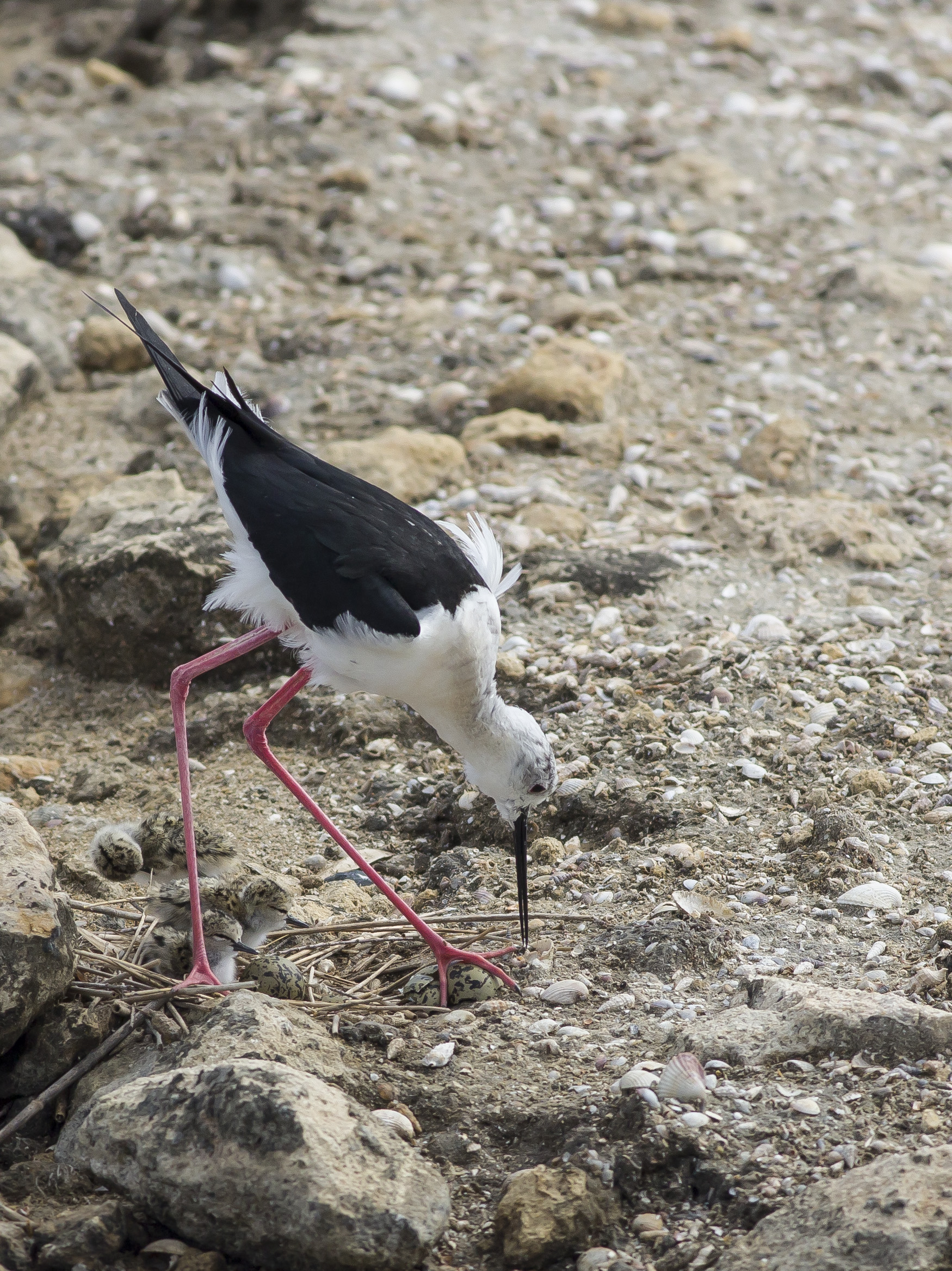 cavaliere in cova con i pulcini