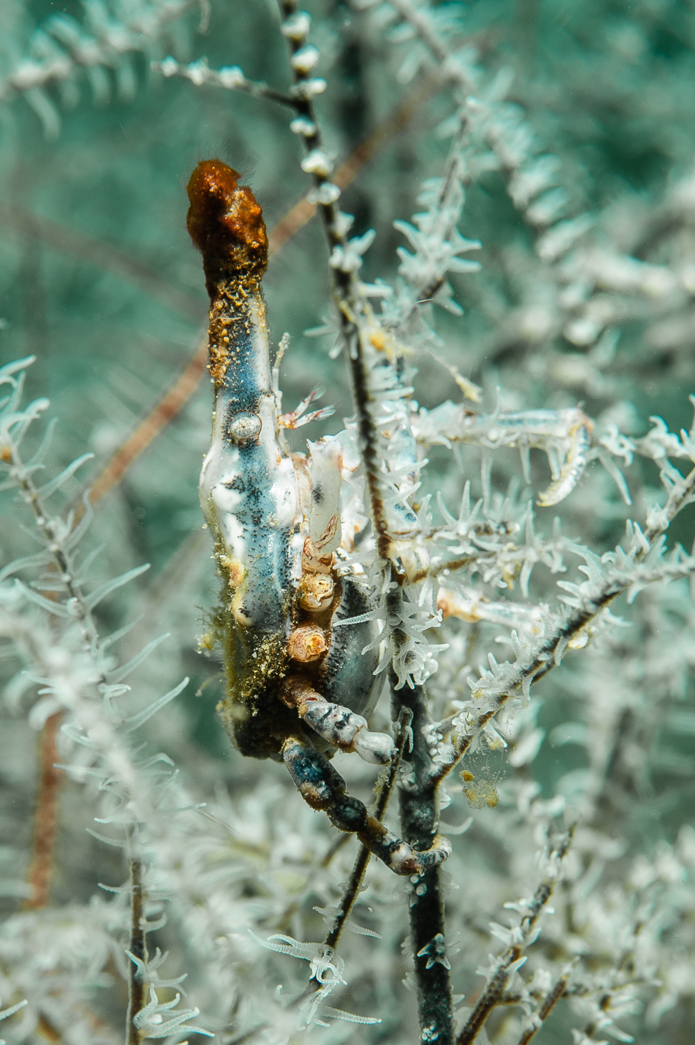Xenocarcinus tuberculatus
