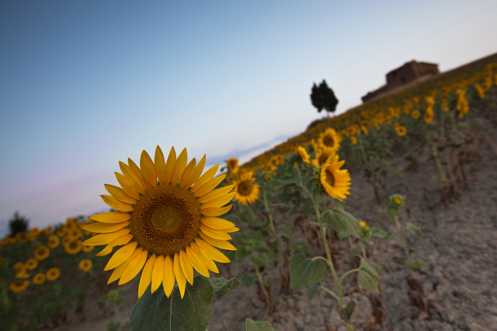 Sguardi di Girasole.........