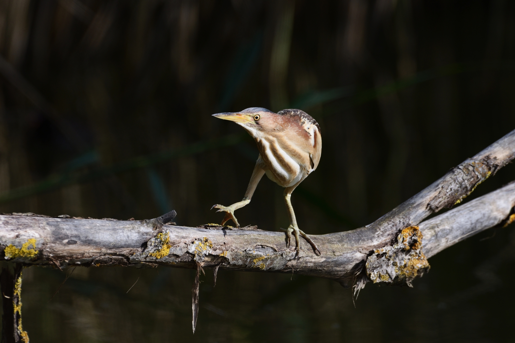 il passo della tarabusina