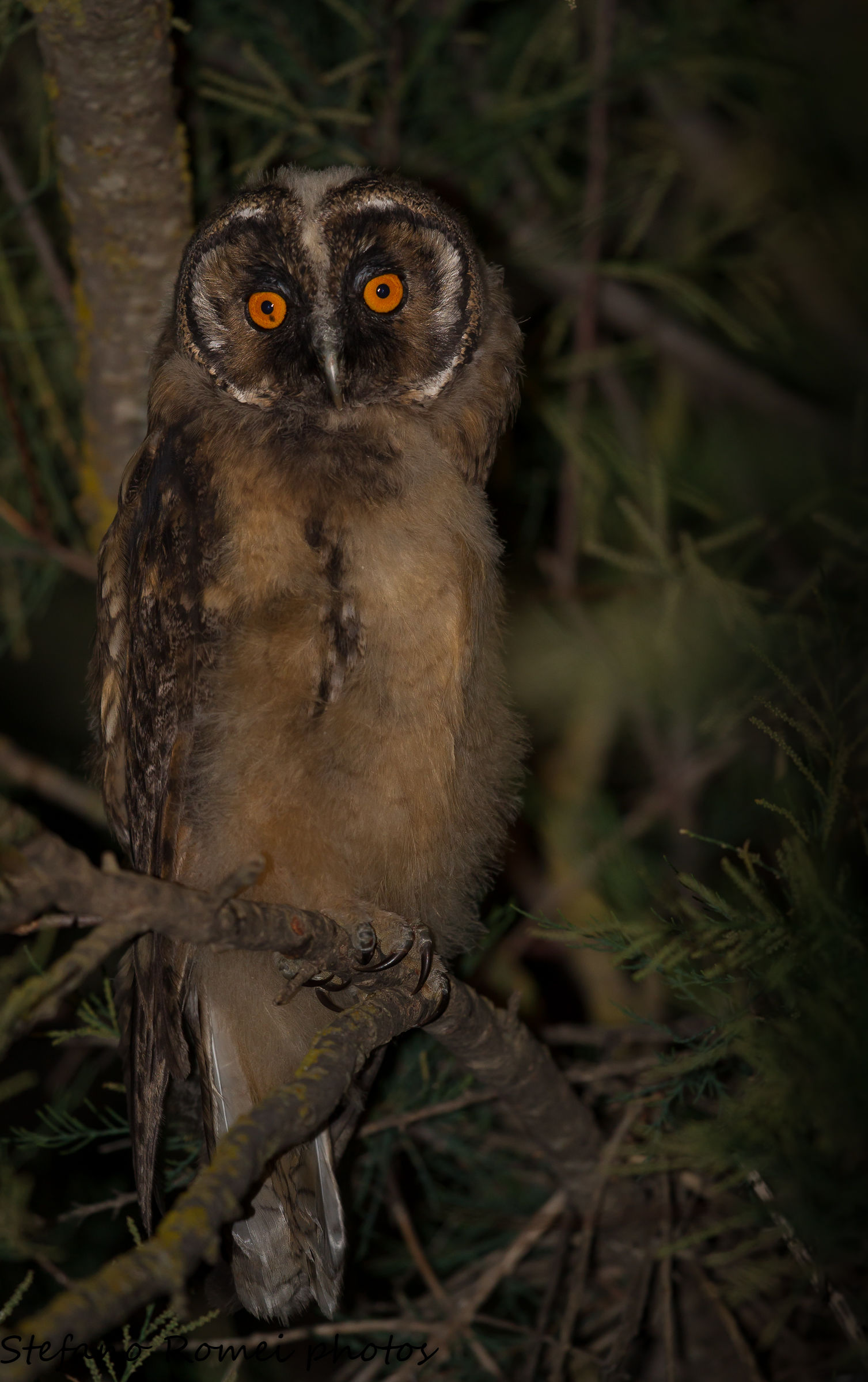 artiglio della notte