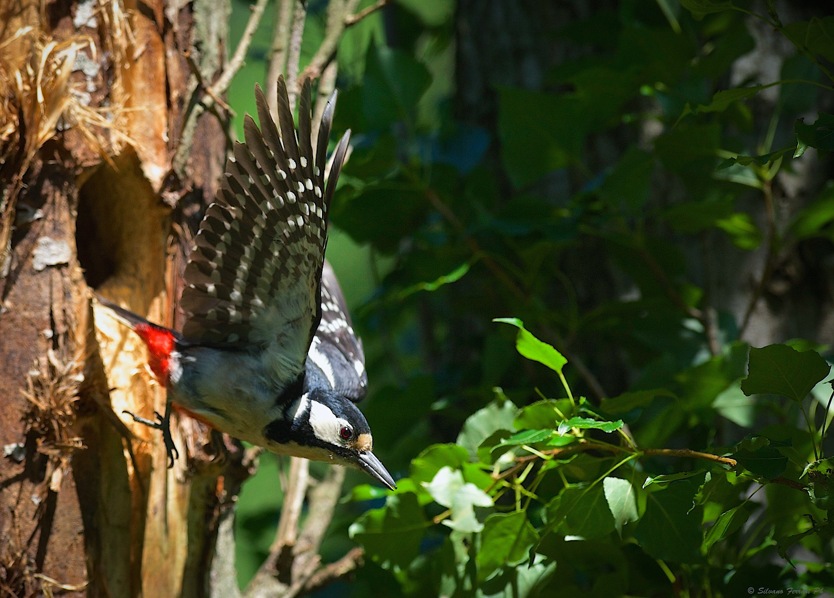 Greater red woodpecker