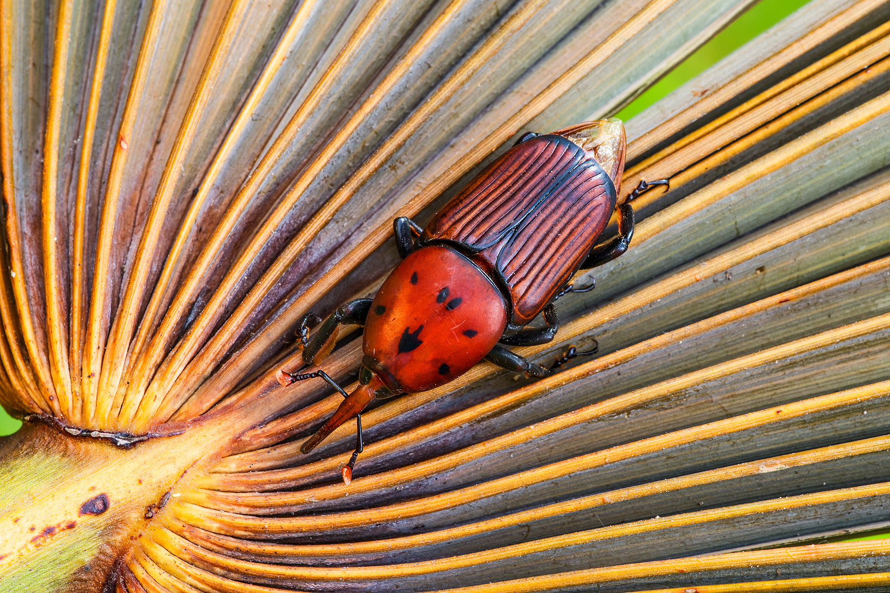 Red Palm Weevil