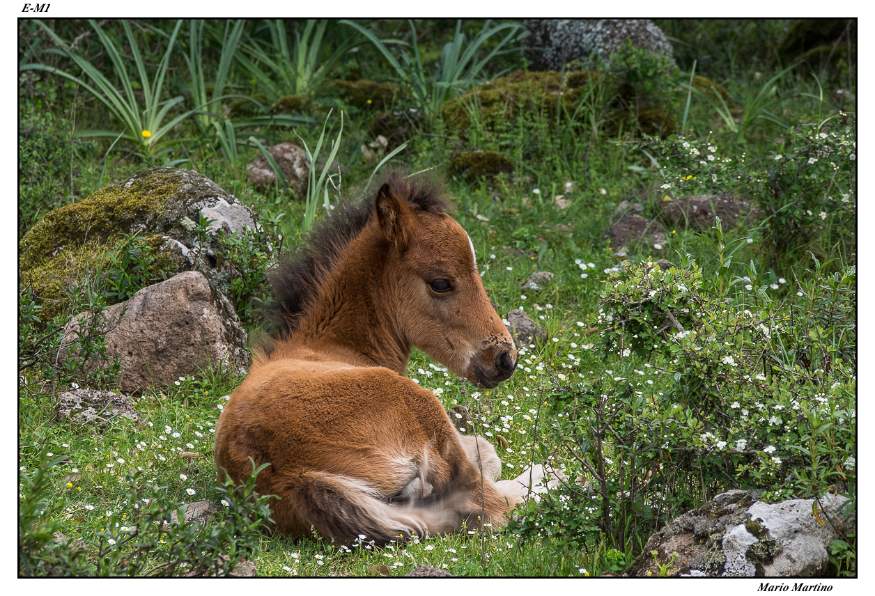 The foal