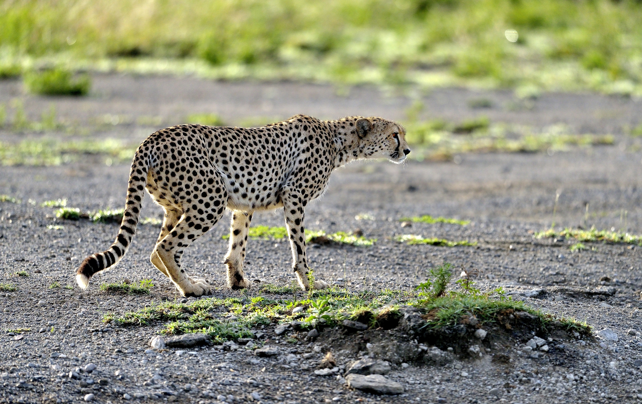 Ngorongoro Cocervation Area - Ghepardo