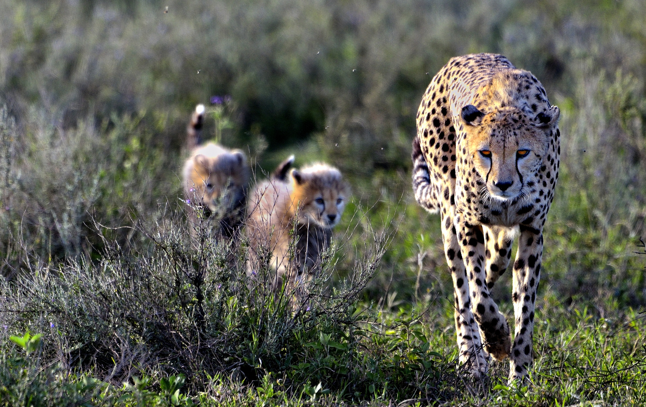 Ngorongoro Cocervation Area - Ghepardo