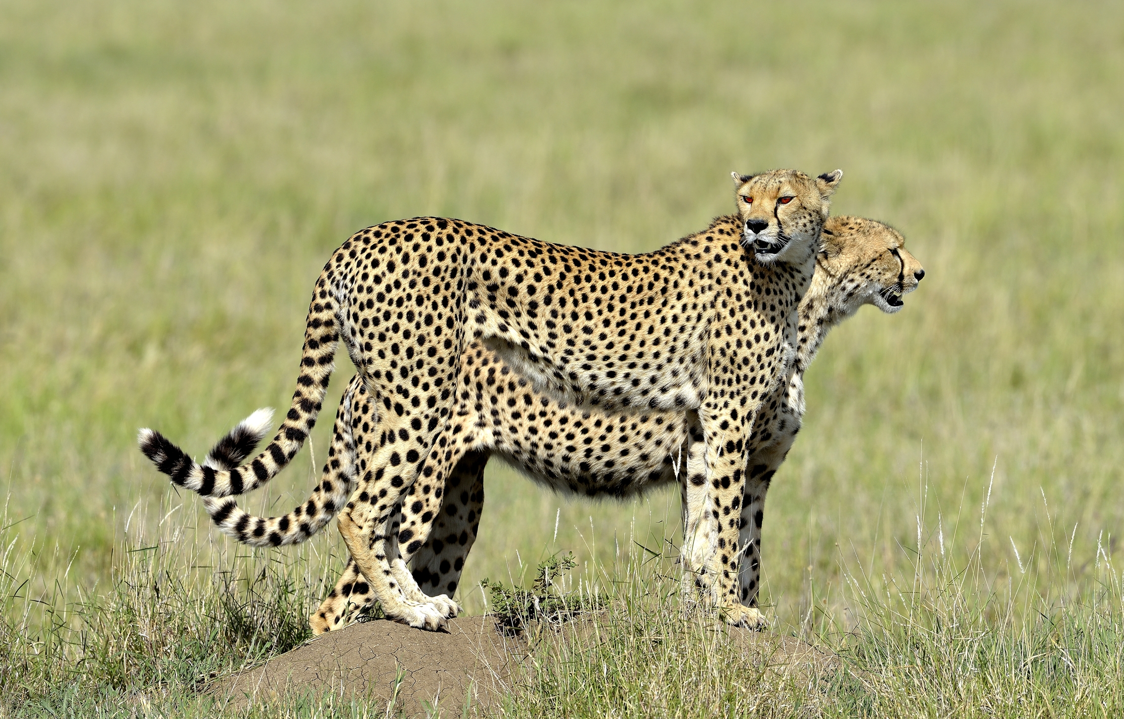 Serengeti - ghepardi