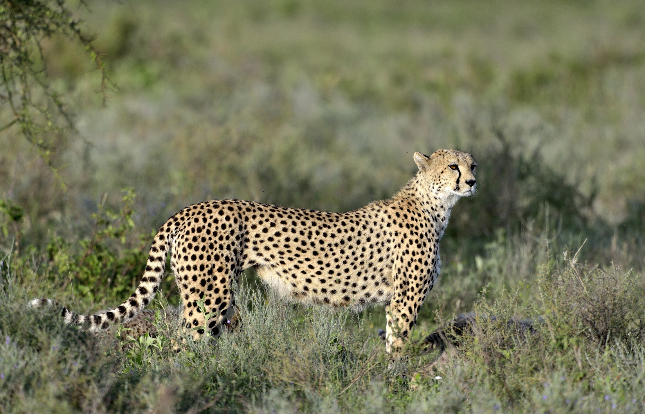 Ngorongoro Cocervation Area - Ghepardo