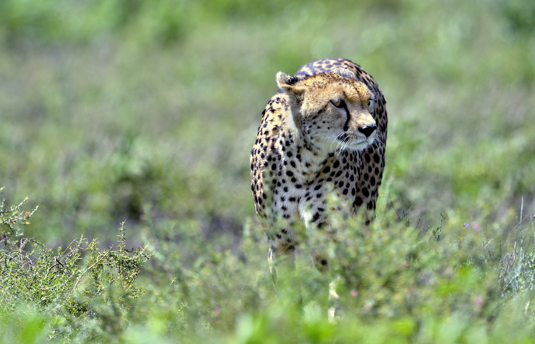 Ngorongoro Cocervation Area - Ghepardo