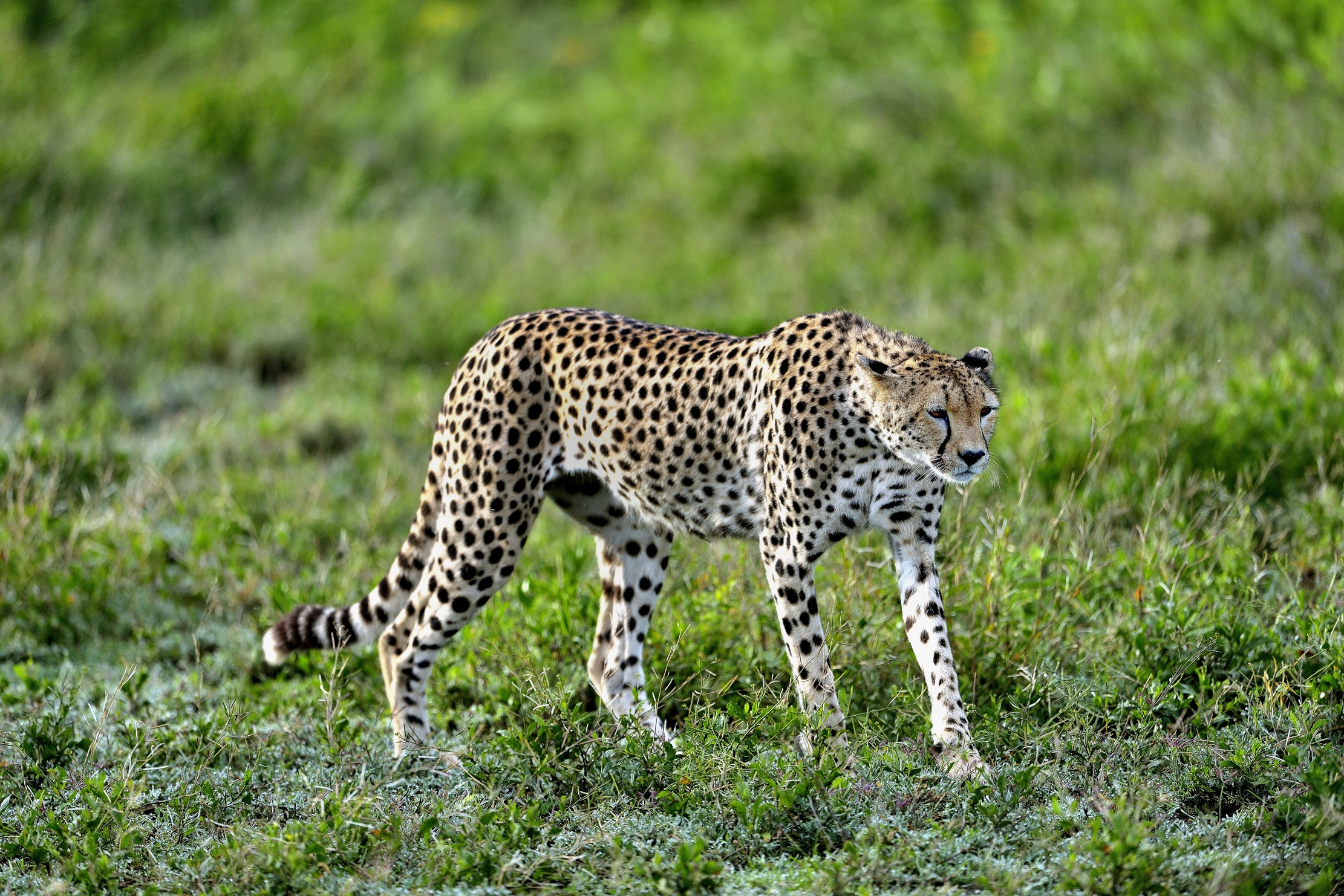 Ngorongoro Cocervation Area - Ghepardo