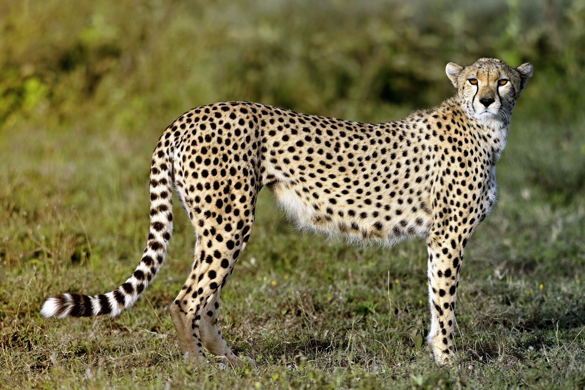 Ngorongoro Cocervation Area - Ghepardo
