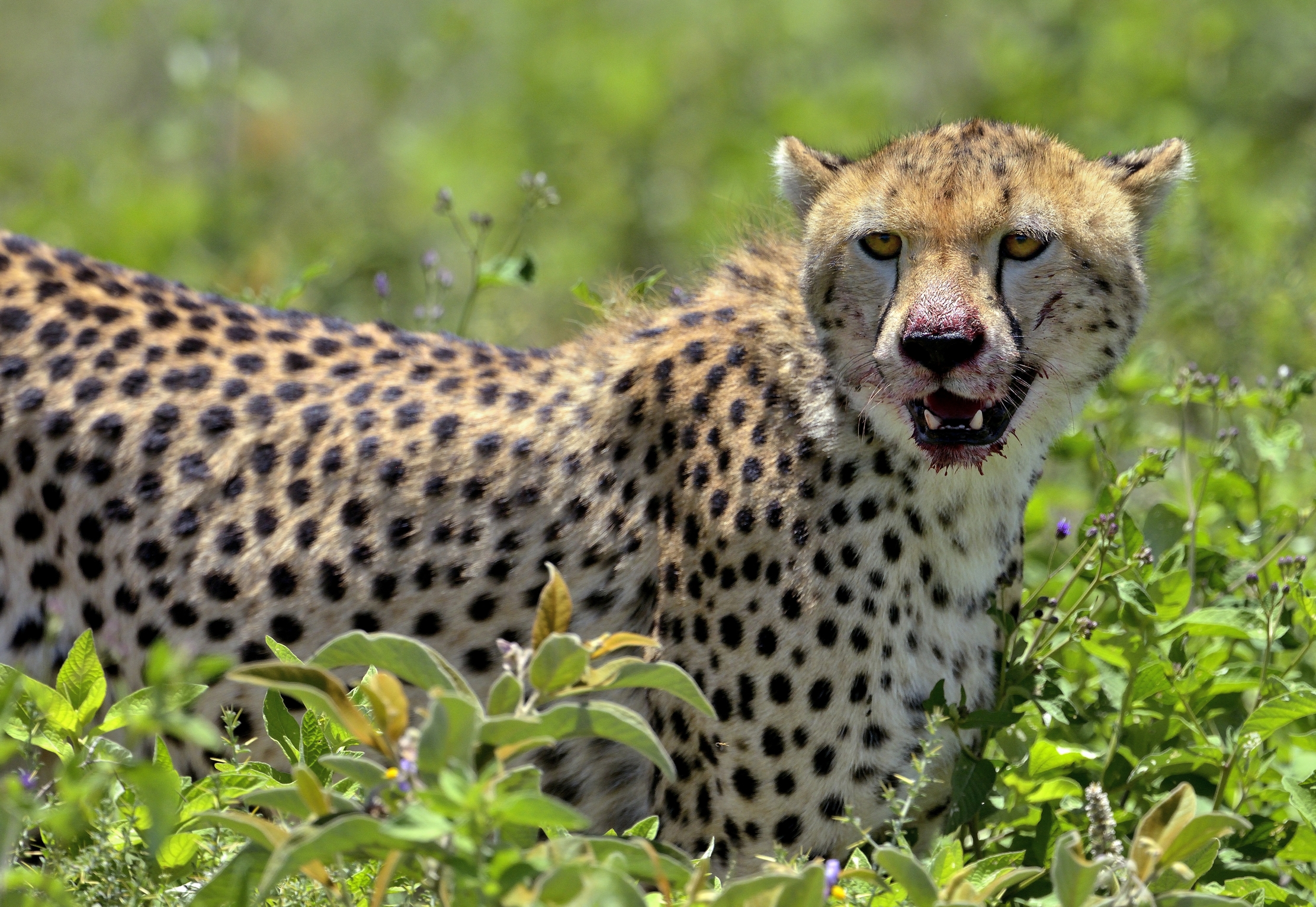 Ngorongoro Cocervation Area - Ghepardo