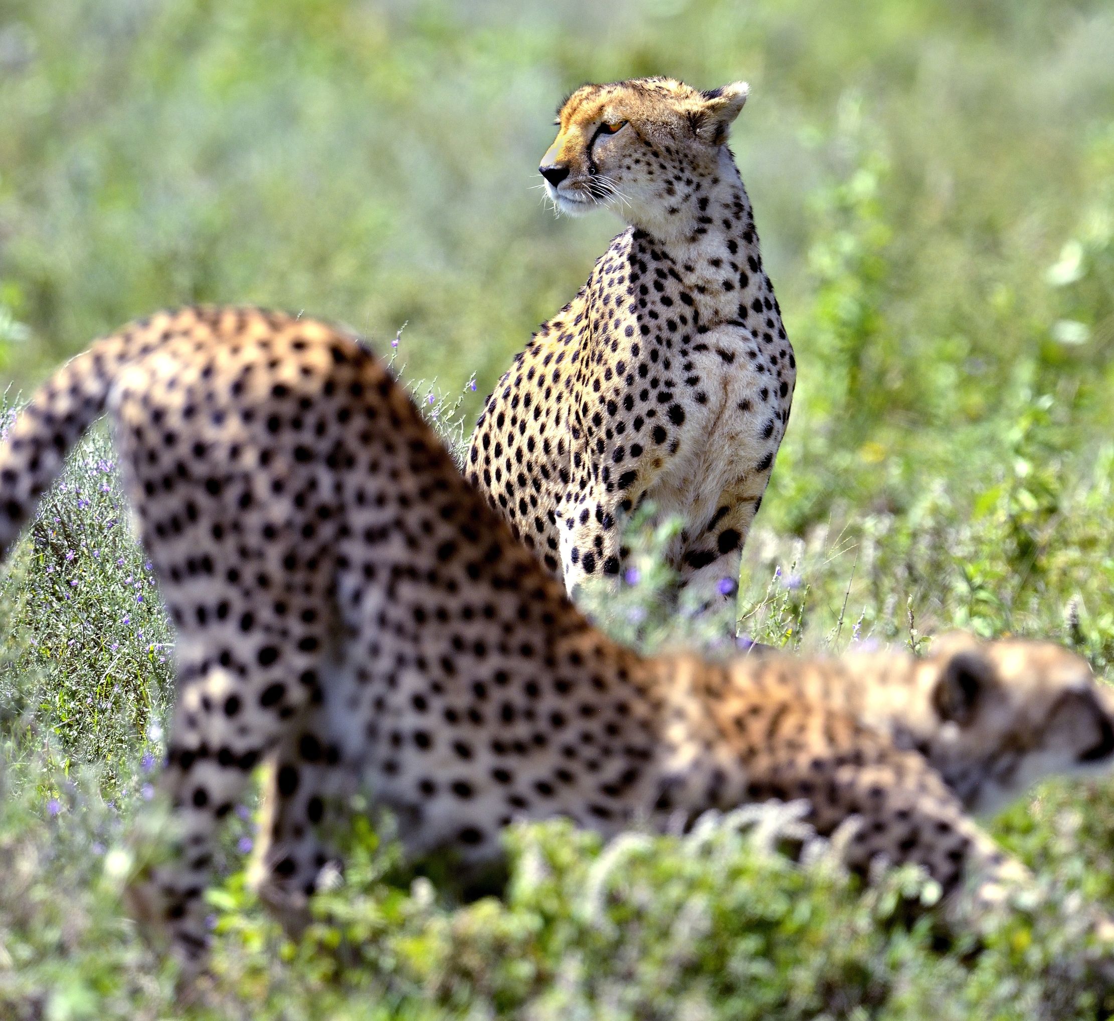 Ngorongoro Cocervation Area - Ghepardi