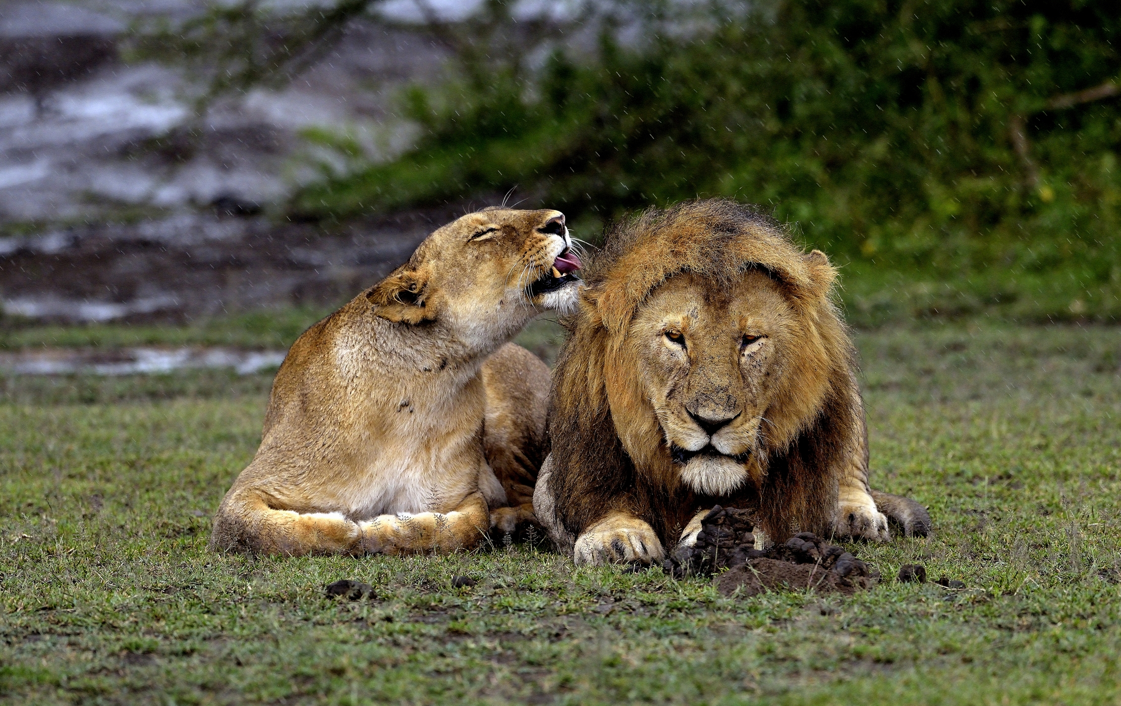 Ngorongoro Conservation Area - Love in the rain