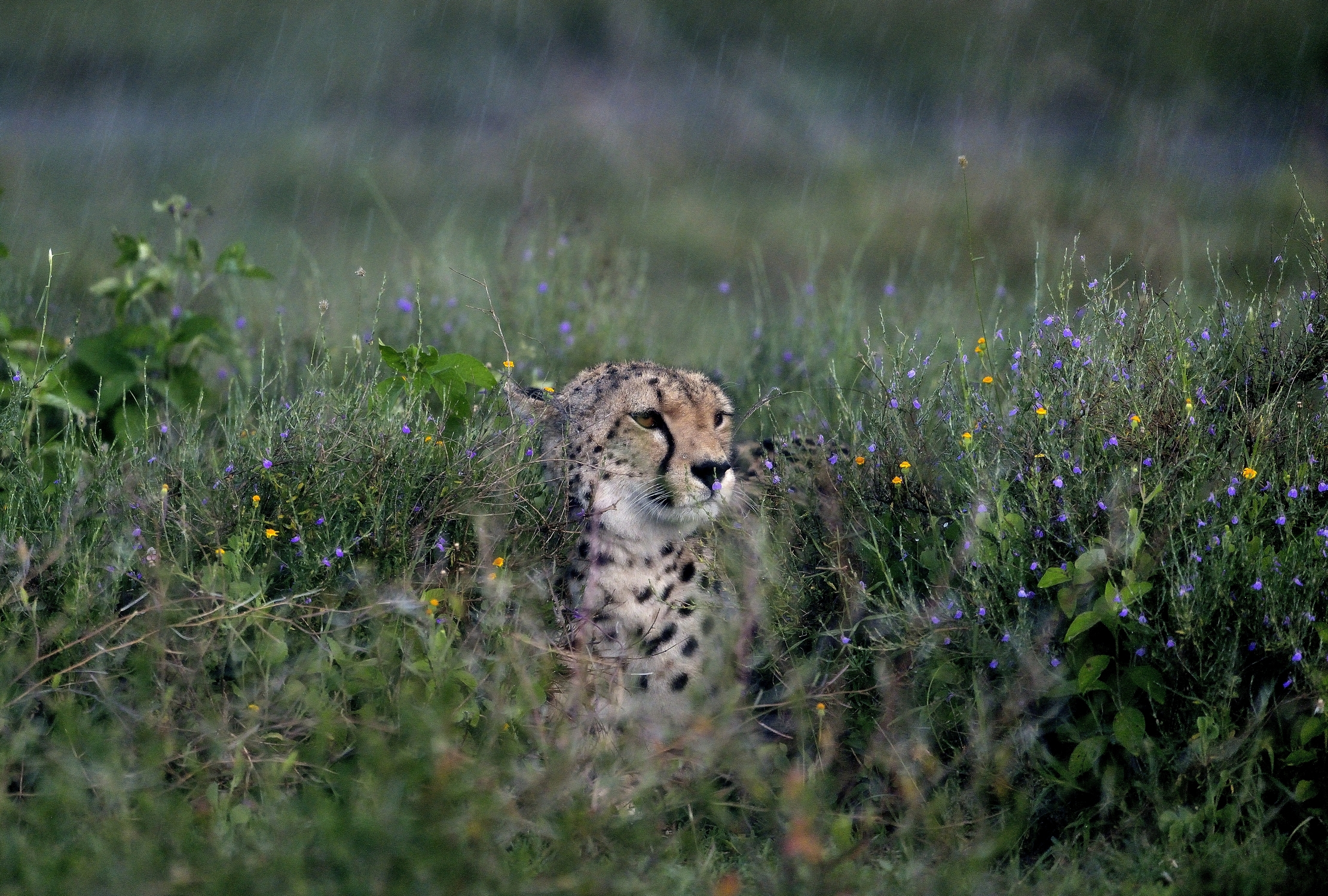 Ngorongoro Conservation Area -Ghepardo sotto la pioggia
