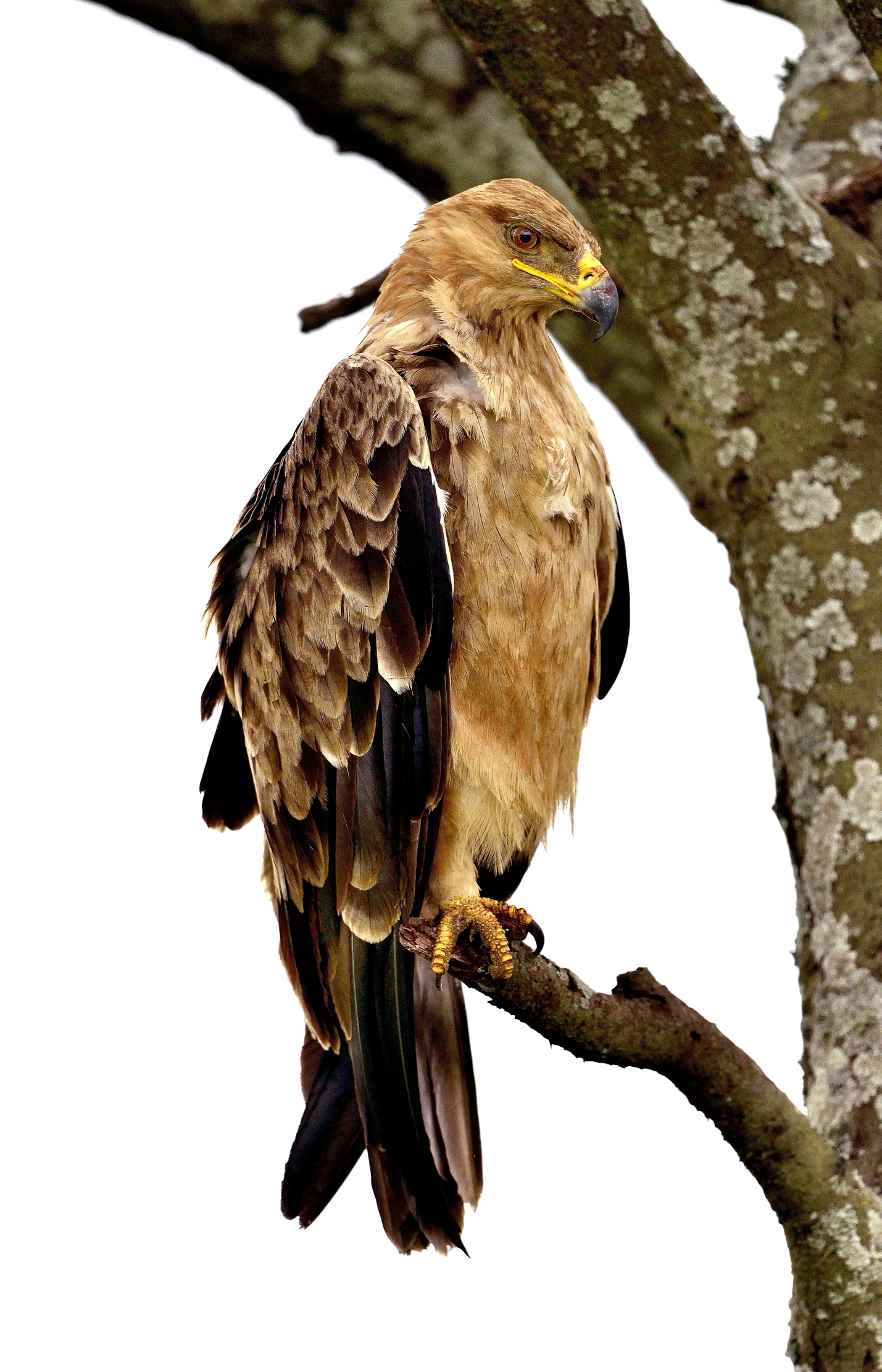 Ngorongoro Conservation Area - Aquila