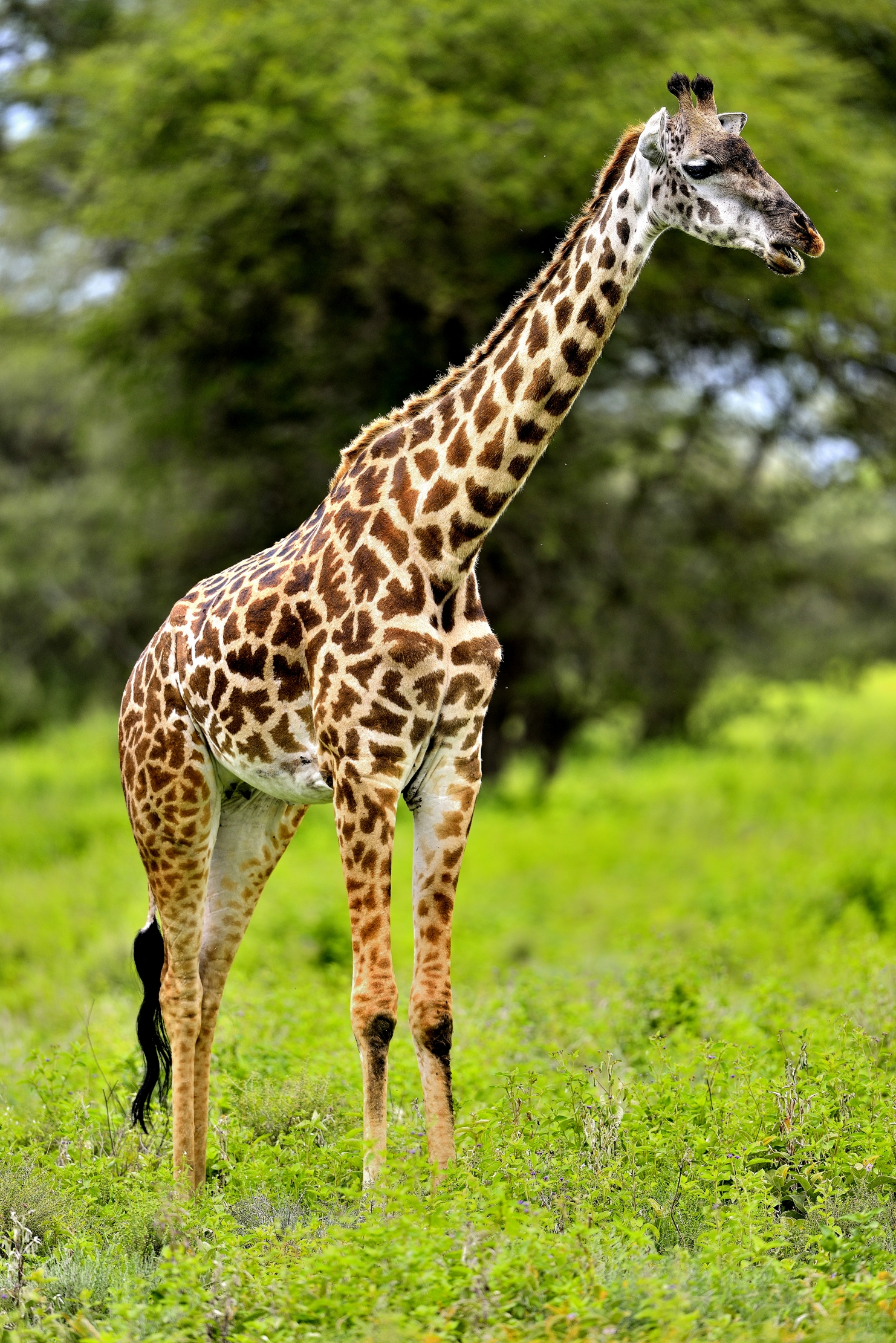 Ngorongoro Conservation Area - Giraffa