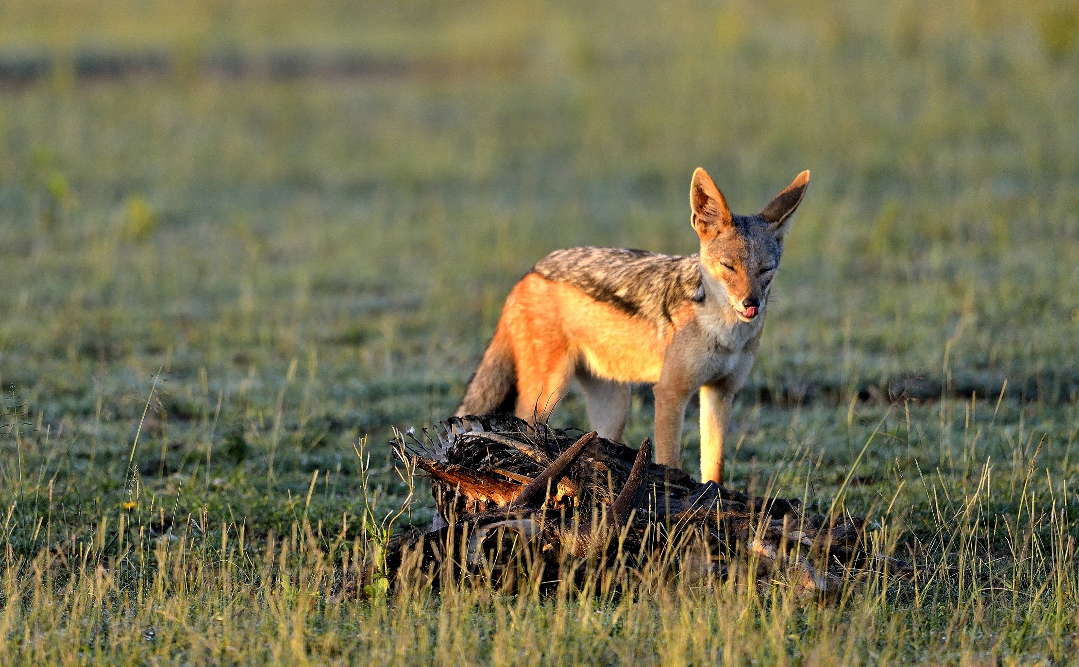 Ngorongoro Conservation Area - Sciacallo