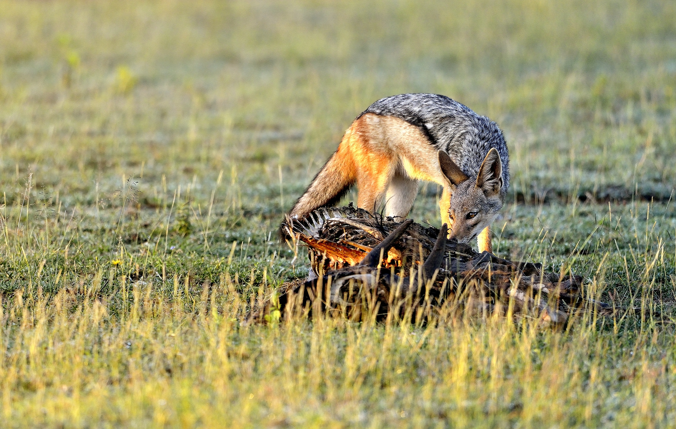 Ngorongoro Conservation Area - Sciacallo