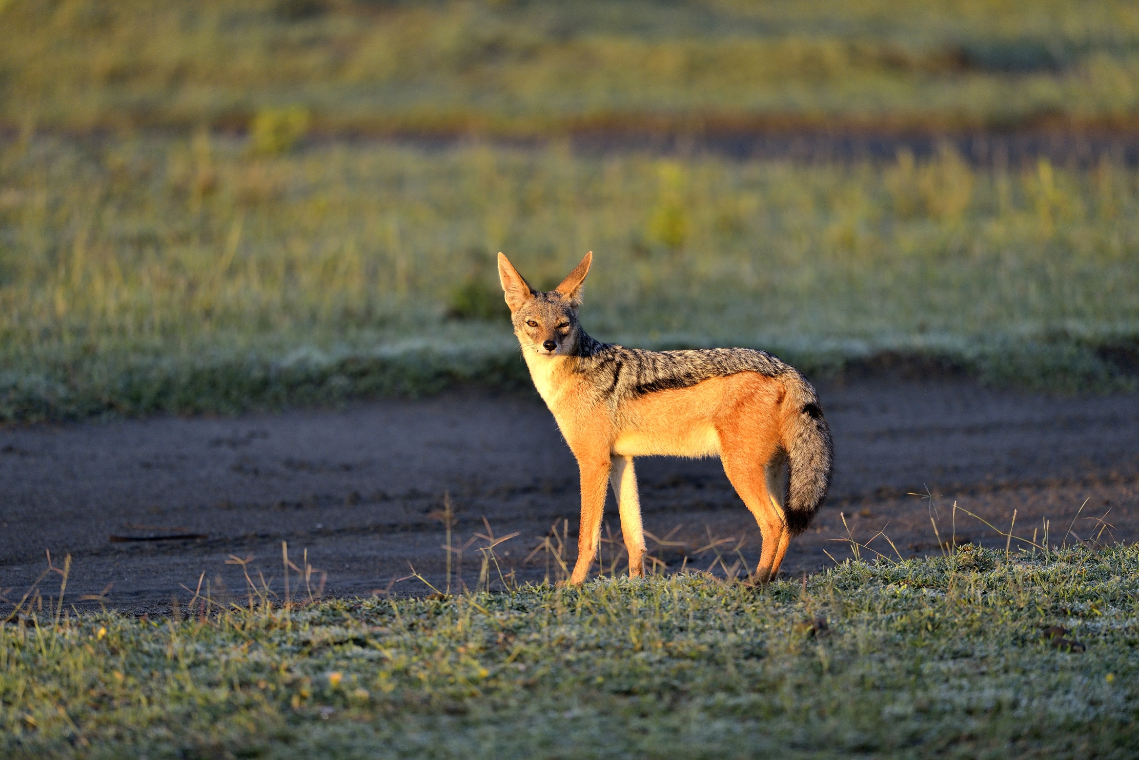 Ngorongoro Conservation Area - Sciacallo
