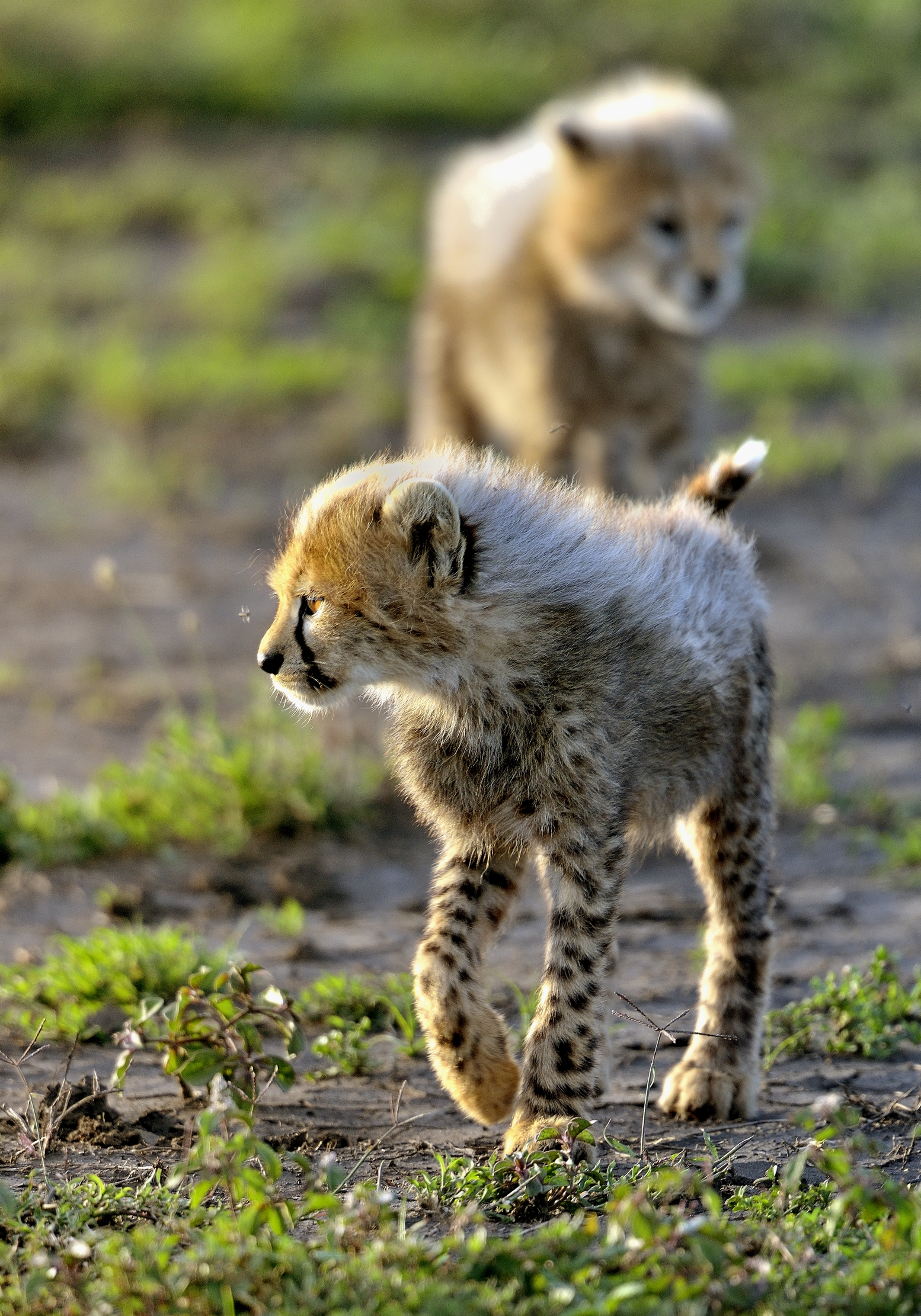 Ngorongoro Conservation Area - Cuccioli di ghepardo