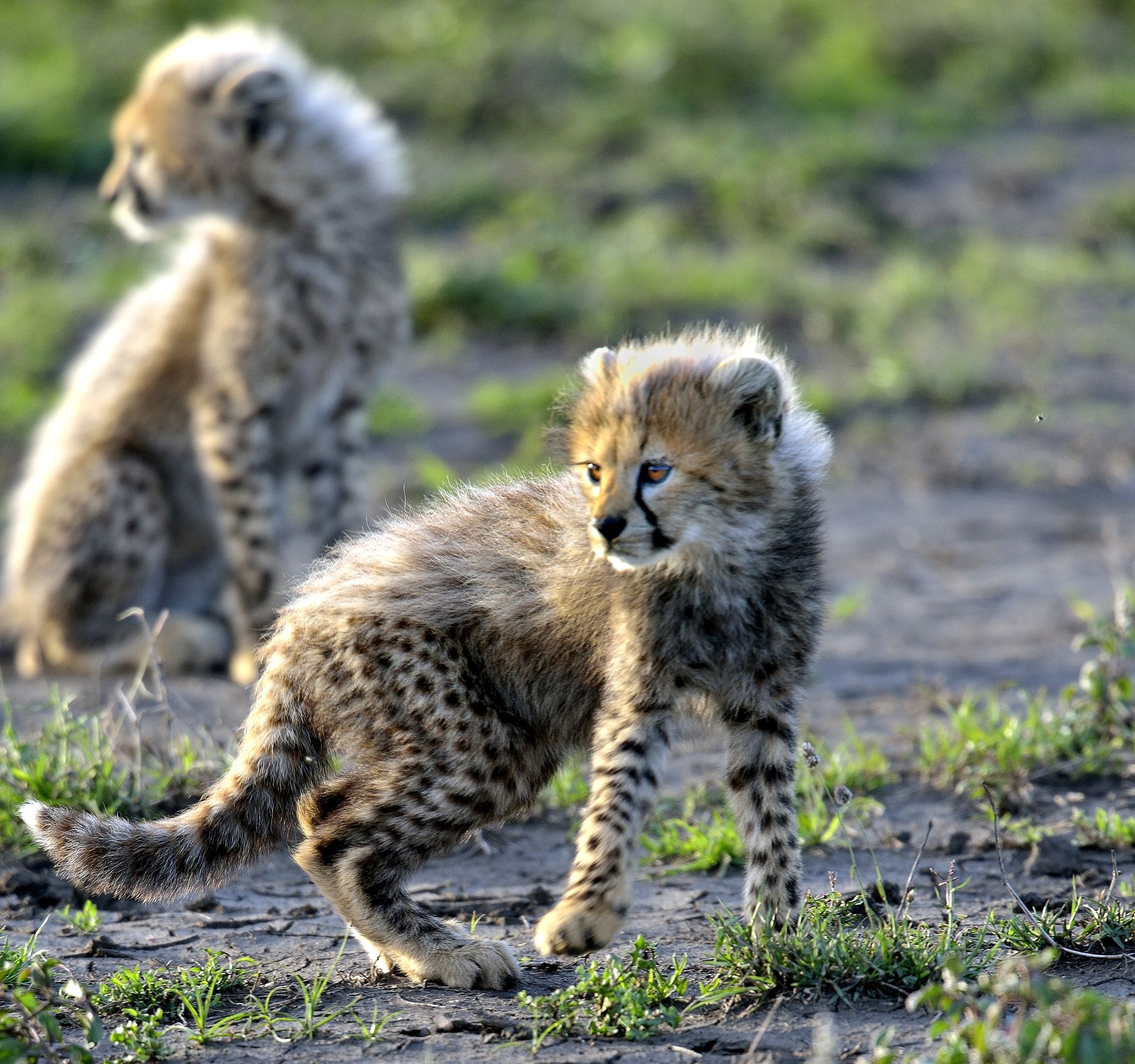 Ngorongoro Conservation Area - Cuccioli di ghepardo