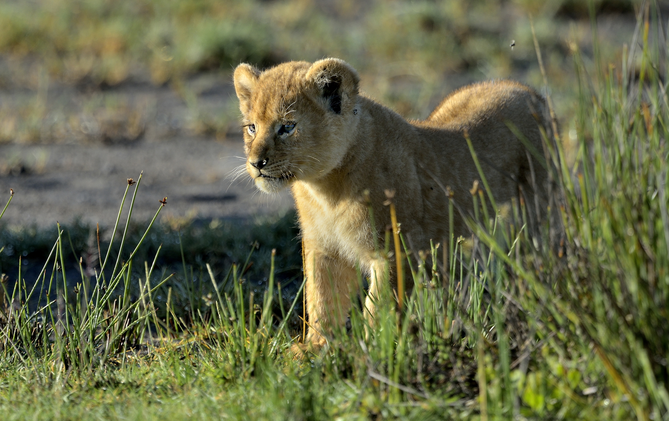 Ngorongoro Conservation Area - Cucciolo di leone