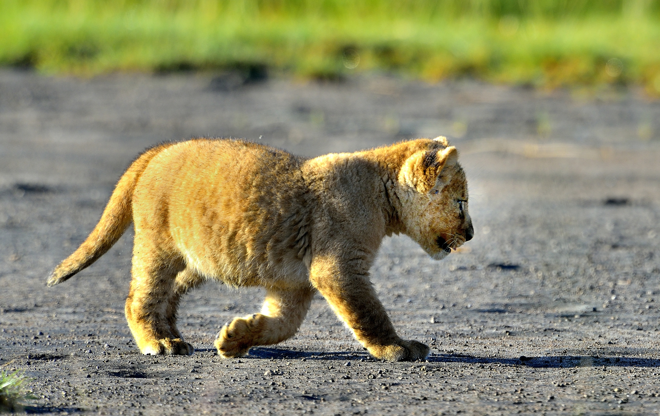 Ngorongoro Conservation Area - Cucciolo di leone