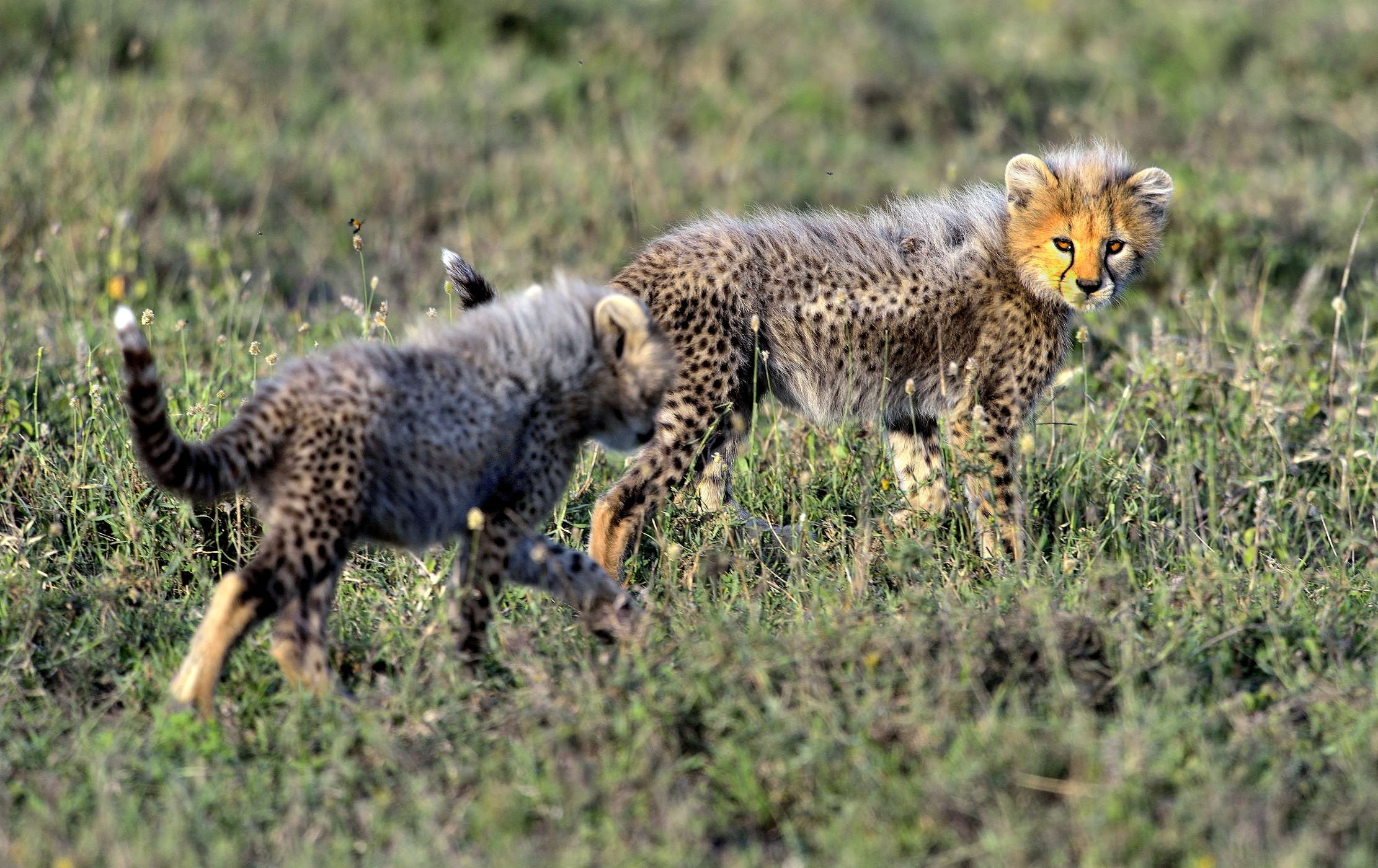 Ngorongoro Conservation Area - Cuccioli di ghepardo