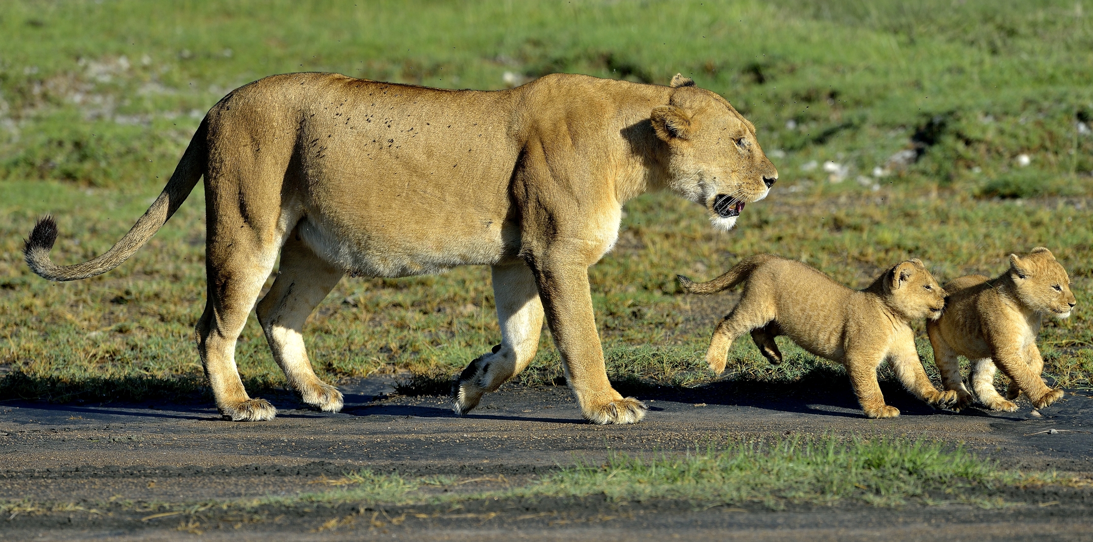 Ngorongoro Cons. Area - Trotterellare con la mamma