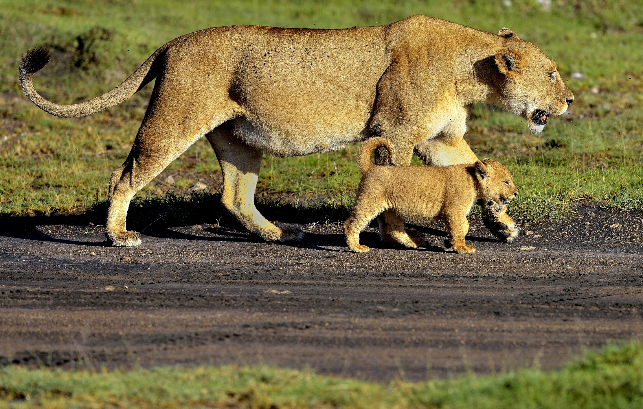 Ngorongoro Conservation Area - Leonessa con Cucciolo