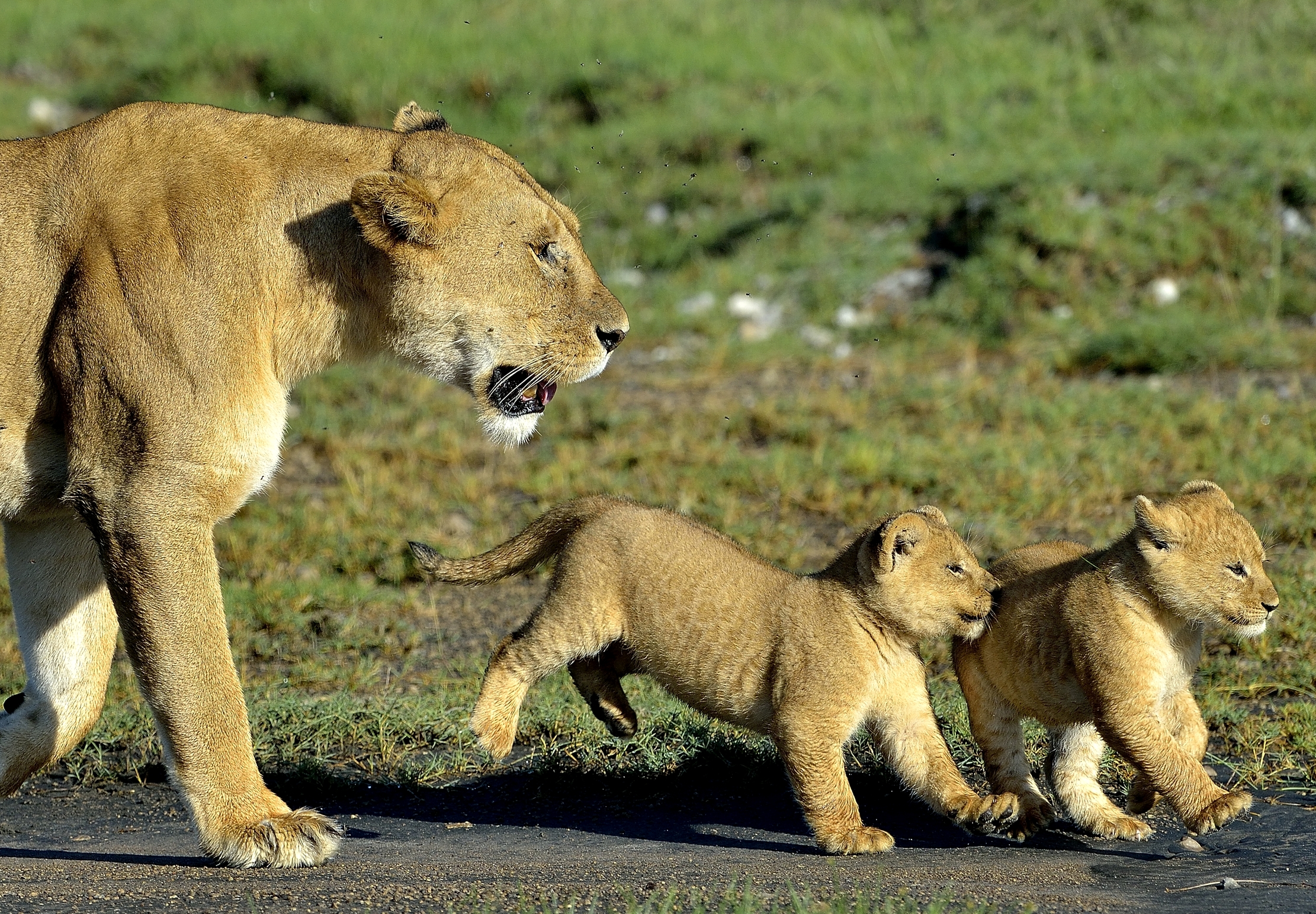 Ngorongoro Cons. Area - Trotterellare con la mamma