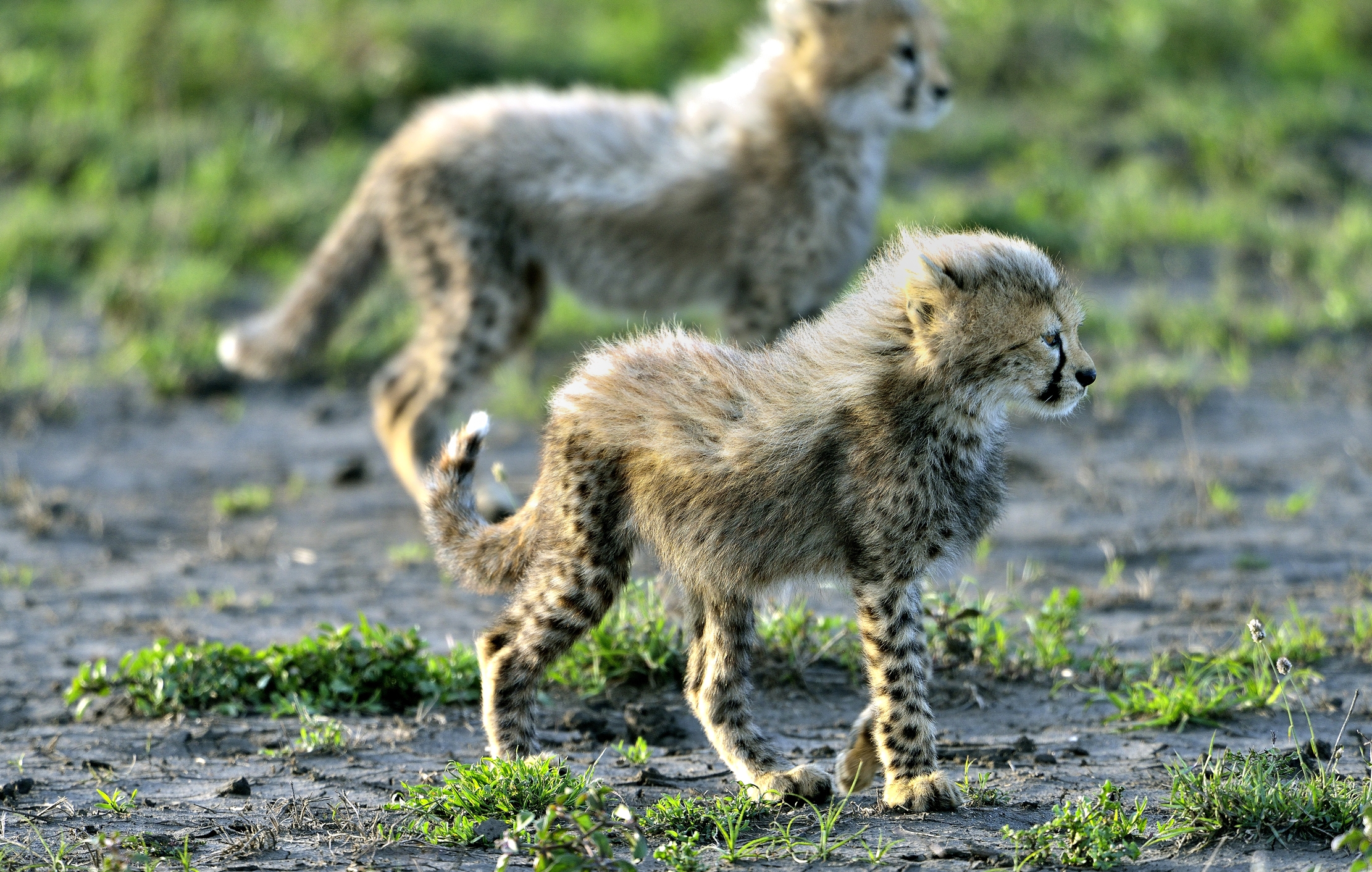 Ngorongoro Conservation Area - Cuccioli di ghepardo