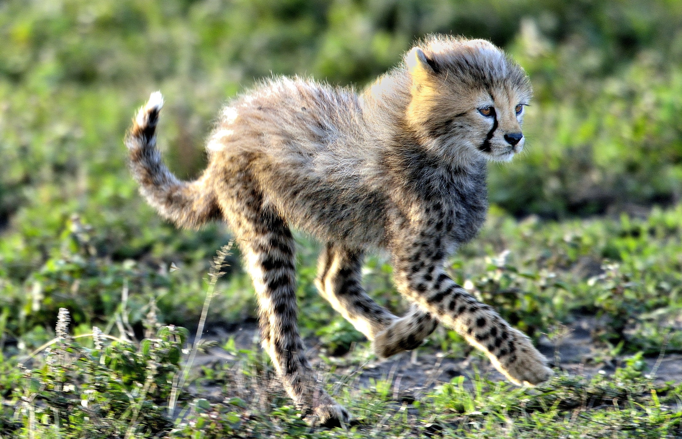 Ngorongoro Conservation Area - Cuccioli di ghepardo