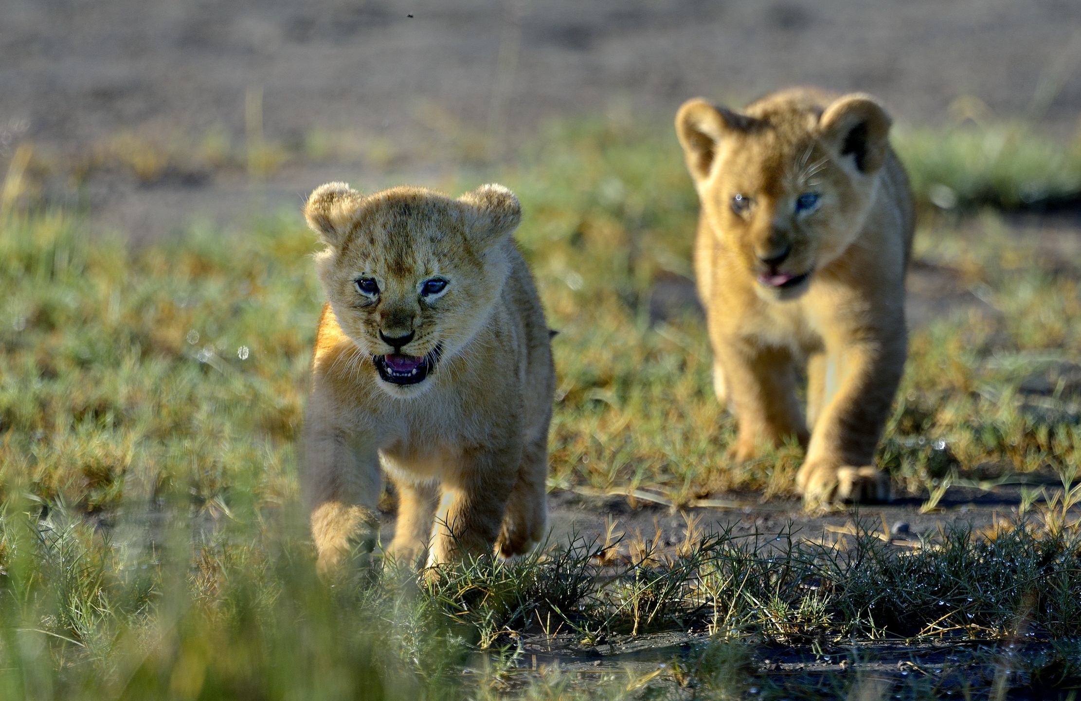 Ngorongoro Conservation Area - Cuccioli di leone