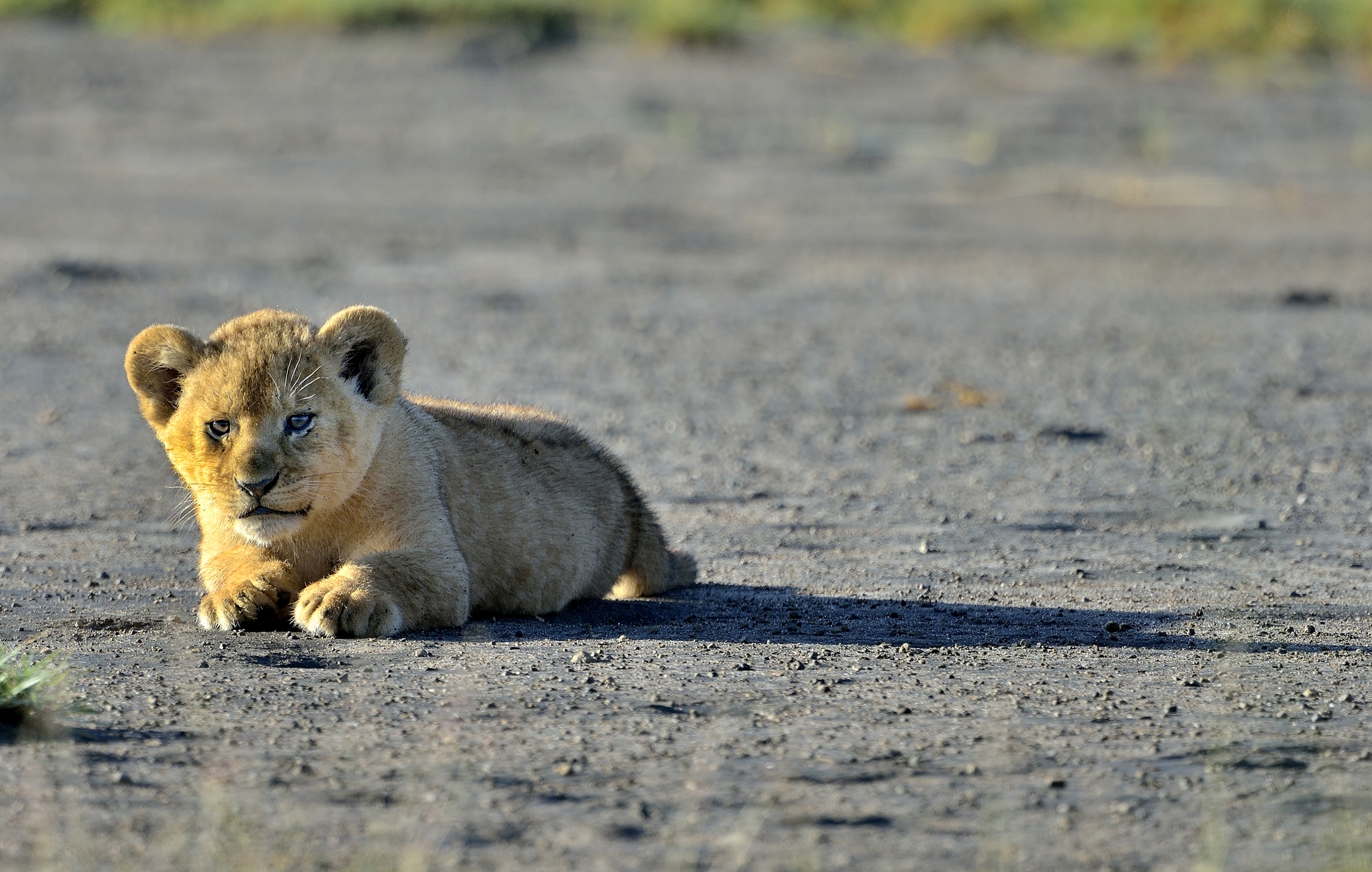Ngorongoro Conservation Area - Cucciolo di leone