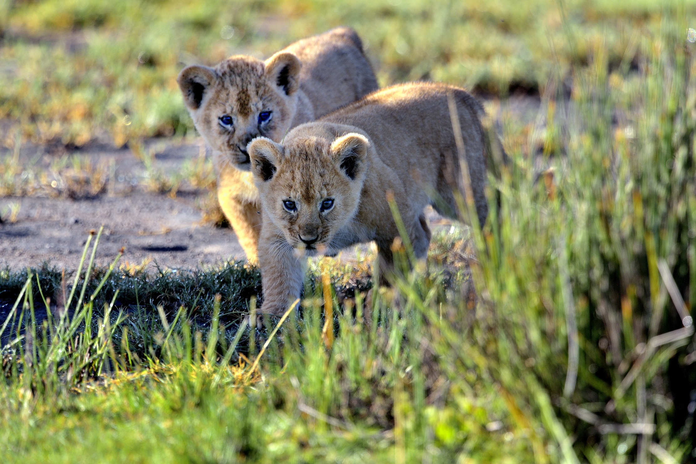 Ngorongoro Conservation Area - Cuccioli di leone