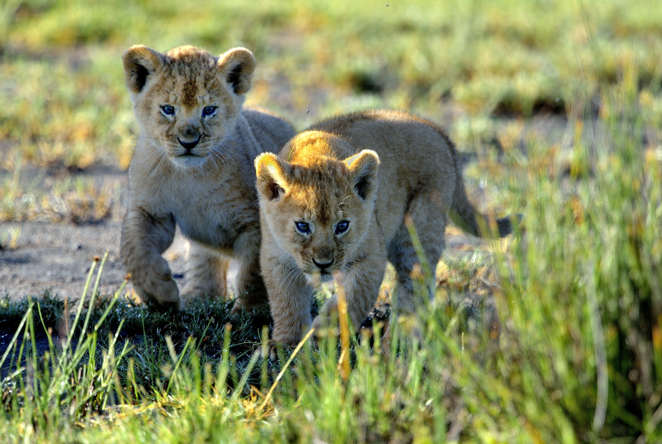 Ngorongoro Conservation Area - Cuccioli di leone