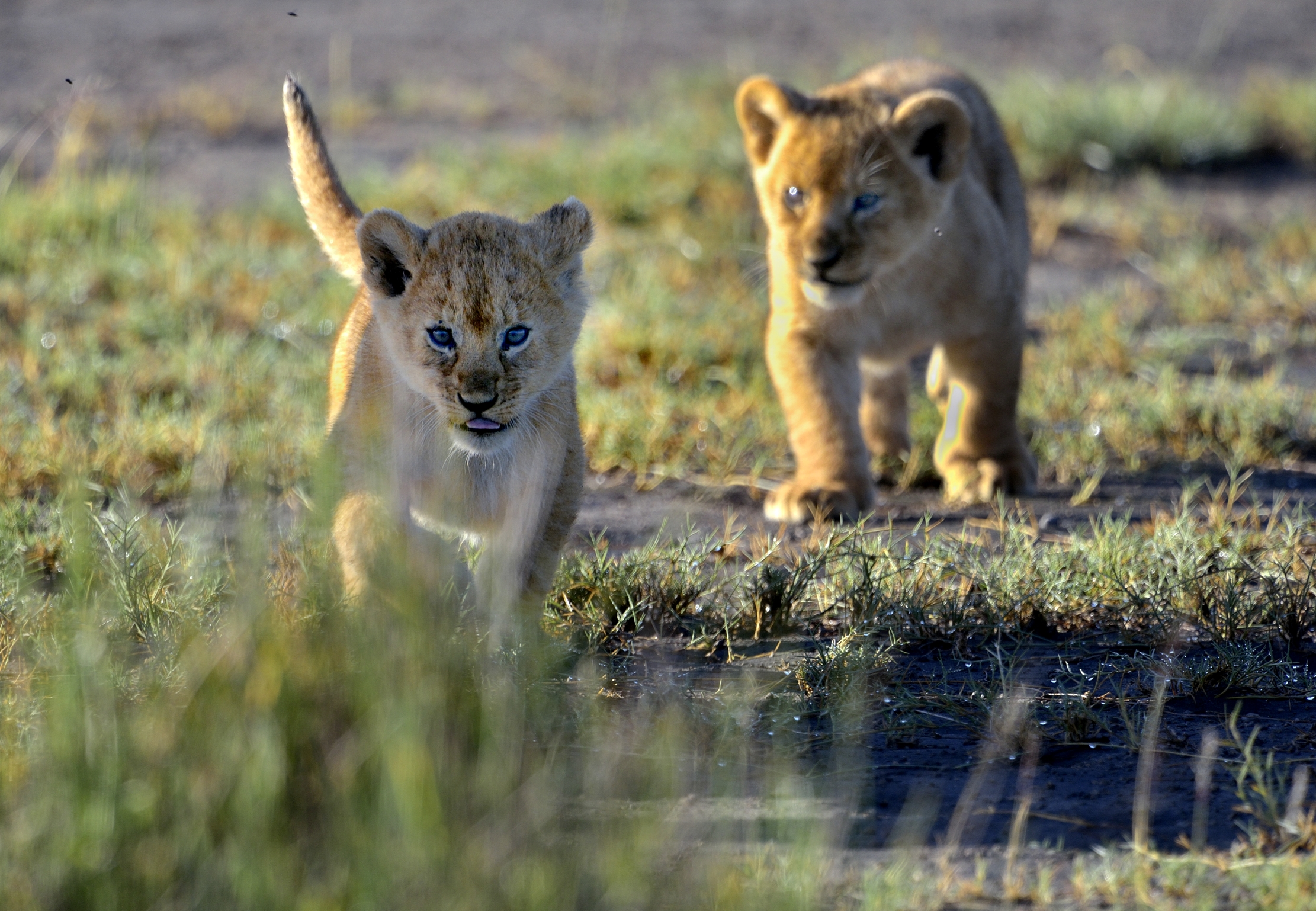 Ngorongoro Conservation Area - Cuccioli di leone