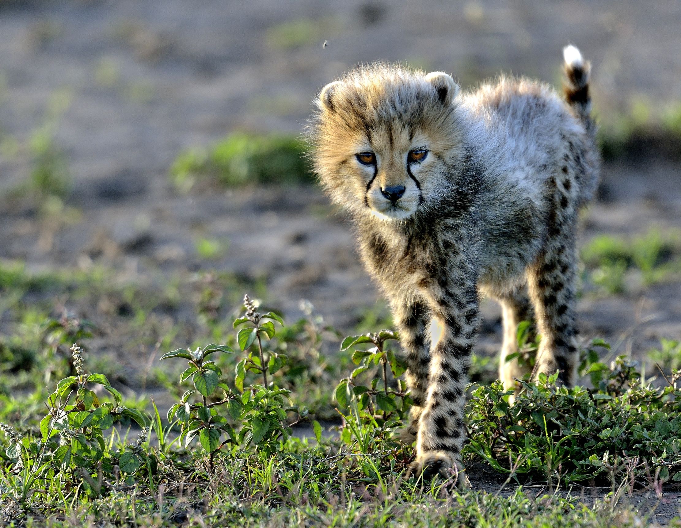 Ngorongoro Conservation Area - Cucciolo  di ghepardo