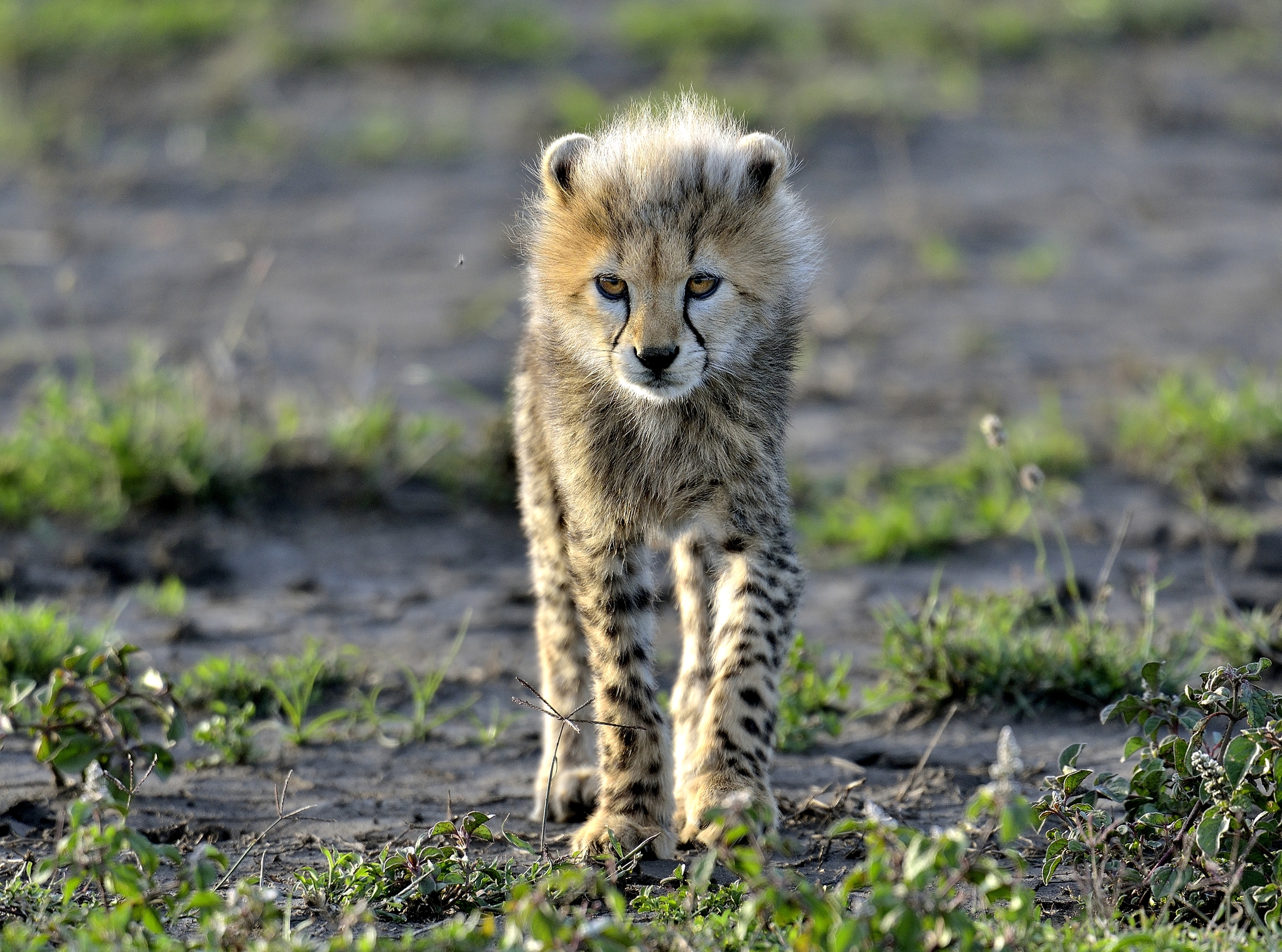Ngorongoro Conservation Area - Cucciolo  di ghepardo