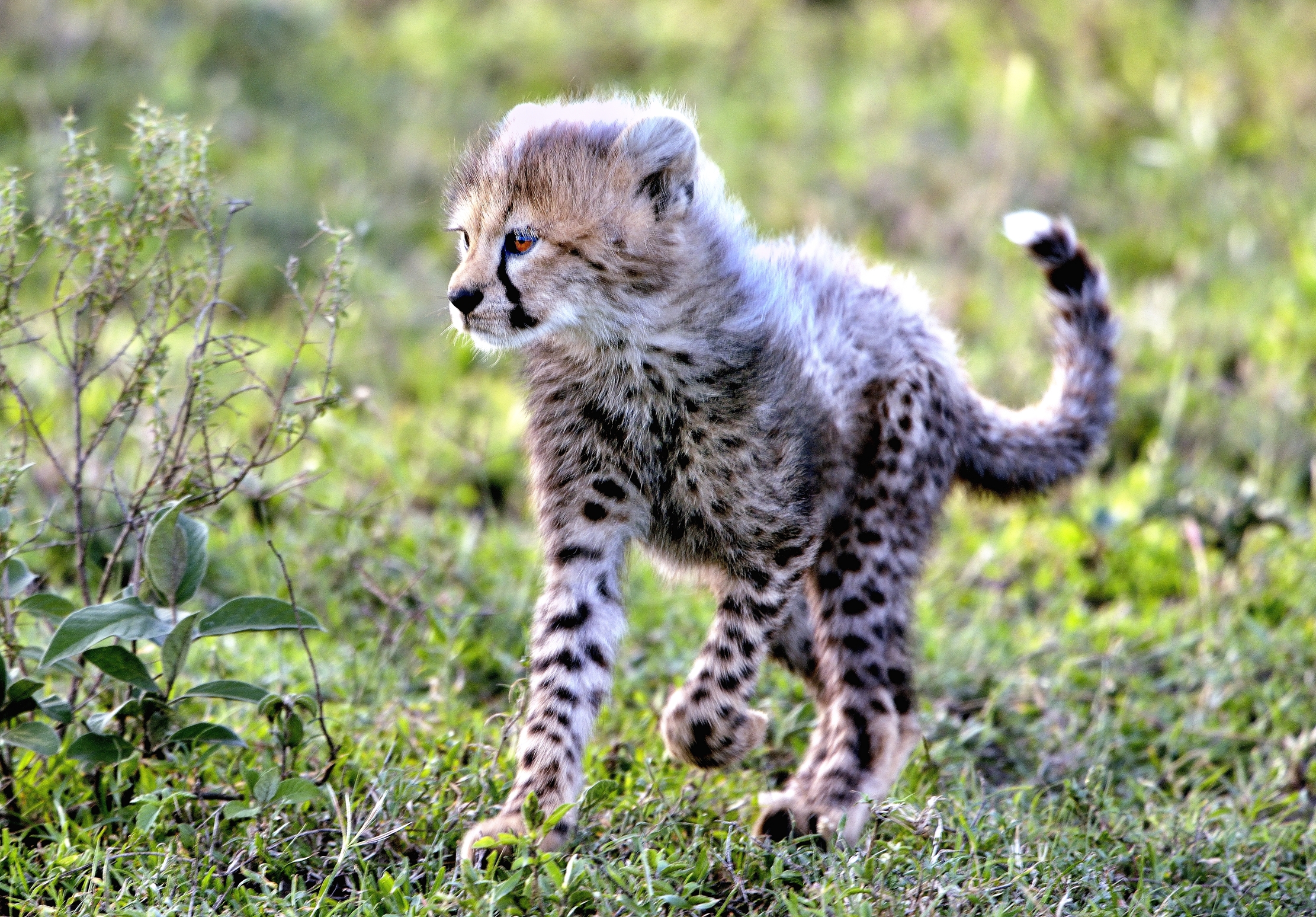 Ngorongoro Conservation Area - Cucciolo di ghepardo