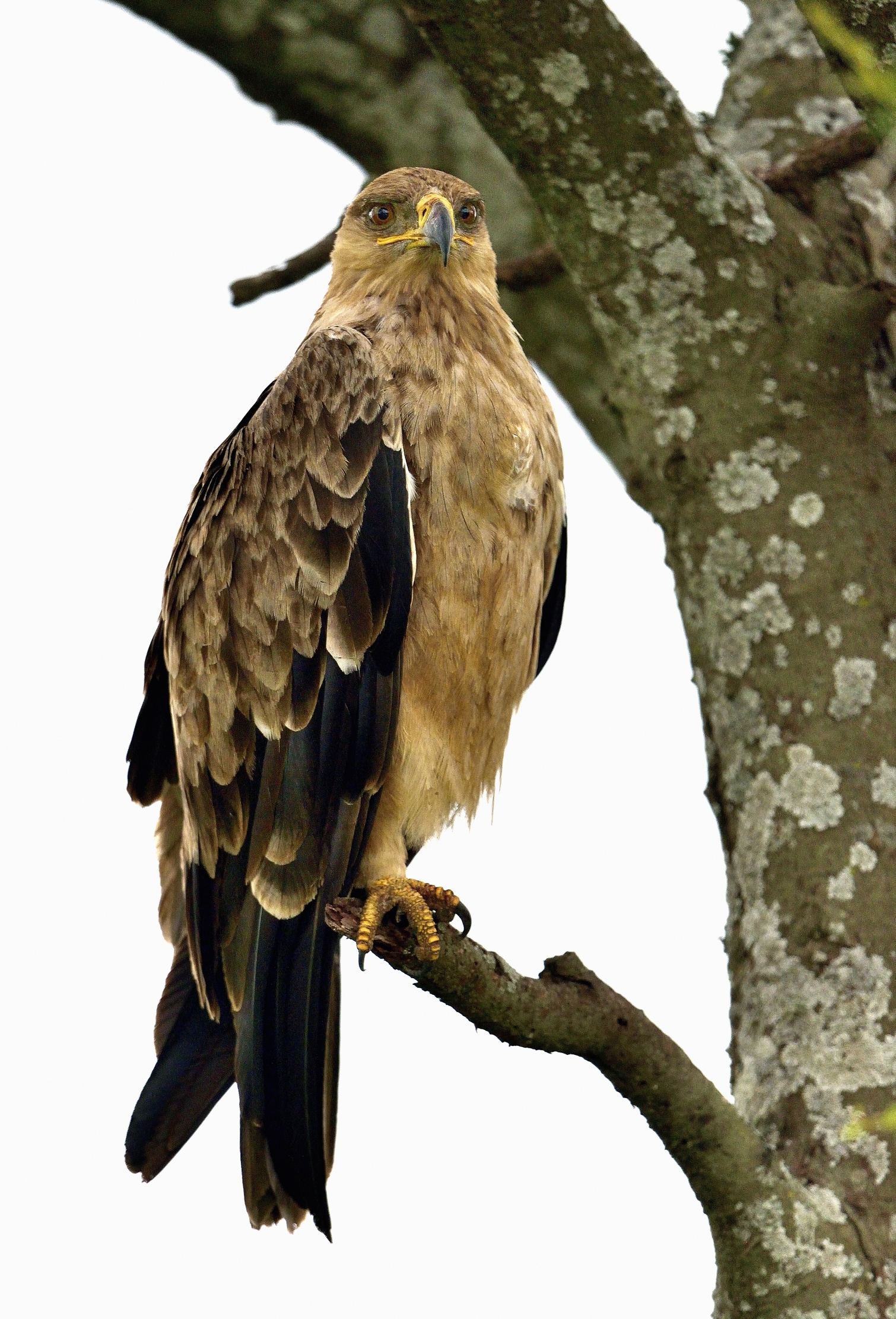 Ngorongoro Cocervation Area - Aquila