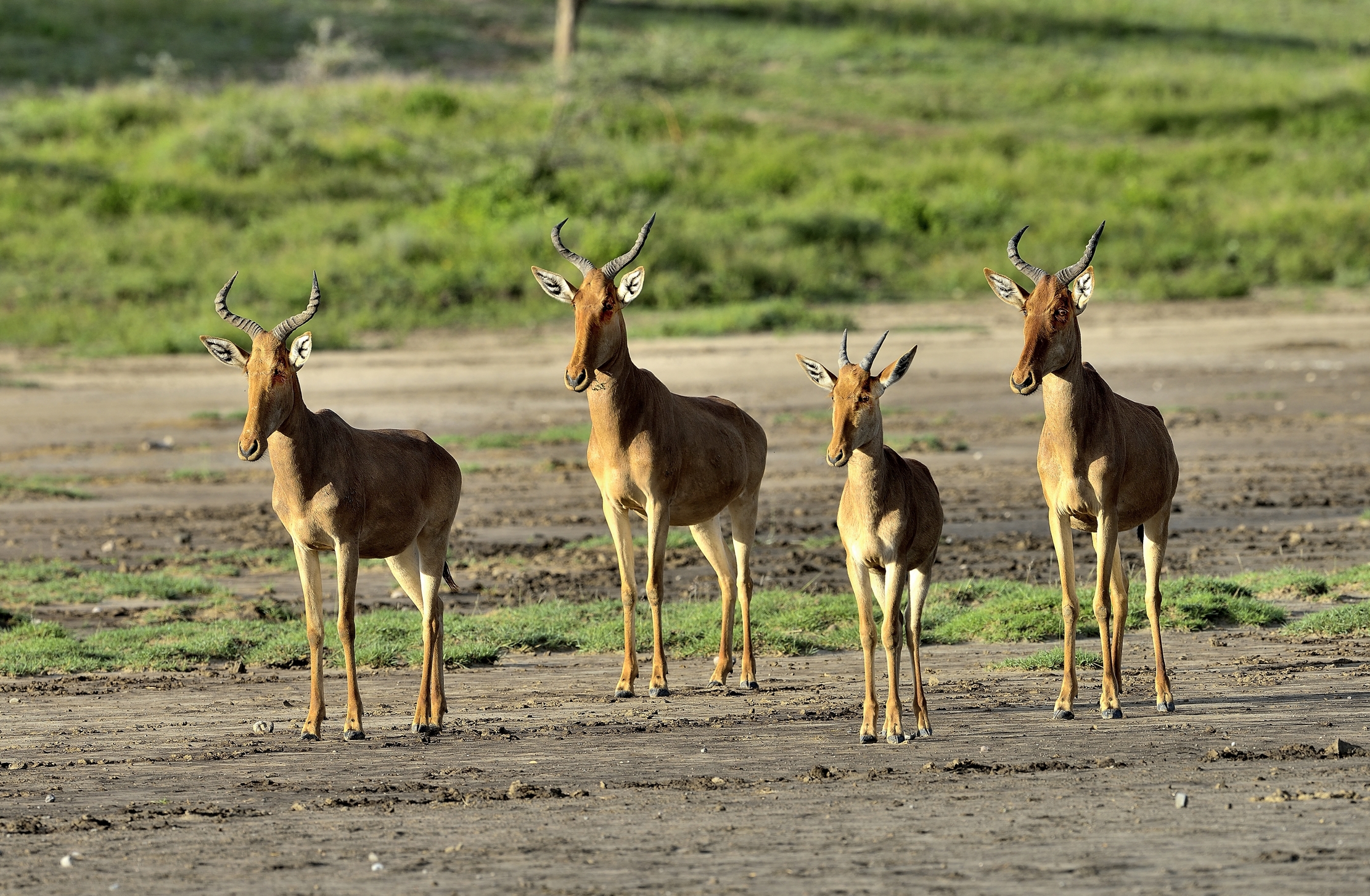 Ngorongoro Cocervation Area - Topi