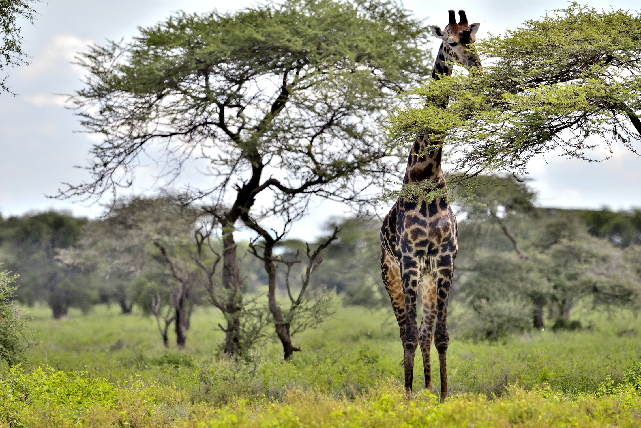 Ngorongoro Cocervation Area - Giraffa
