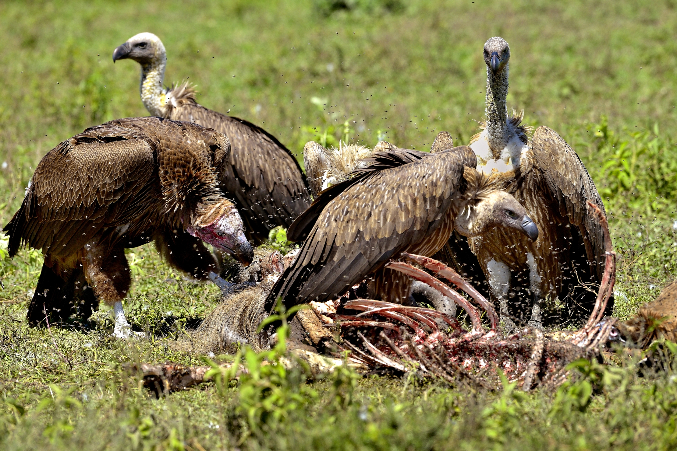 Ngorongoro Cocervation Area - Avvoltoi e.....moscerini!