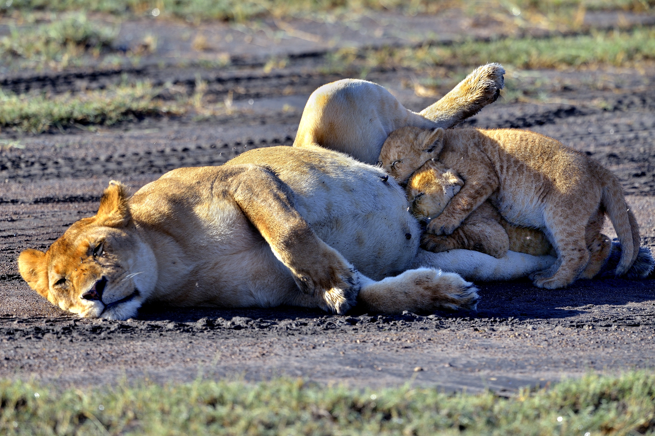 Ngorongoro Cocervation Area - Leonessa con cuccioli