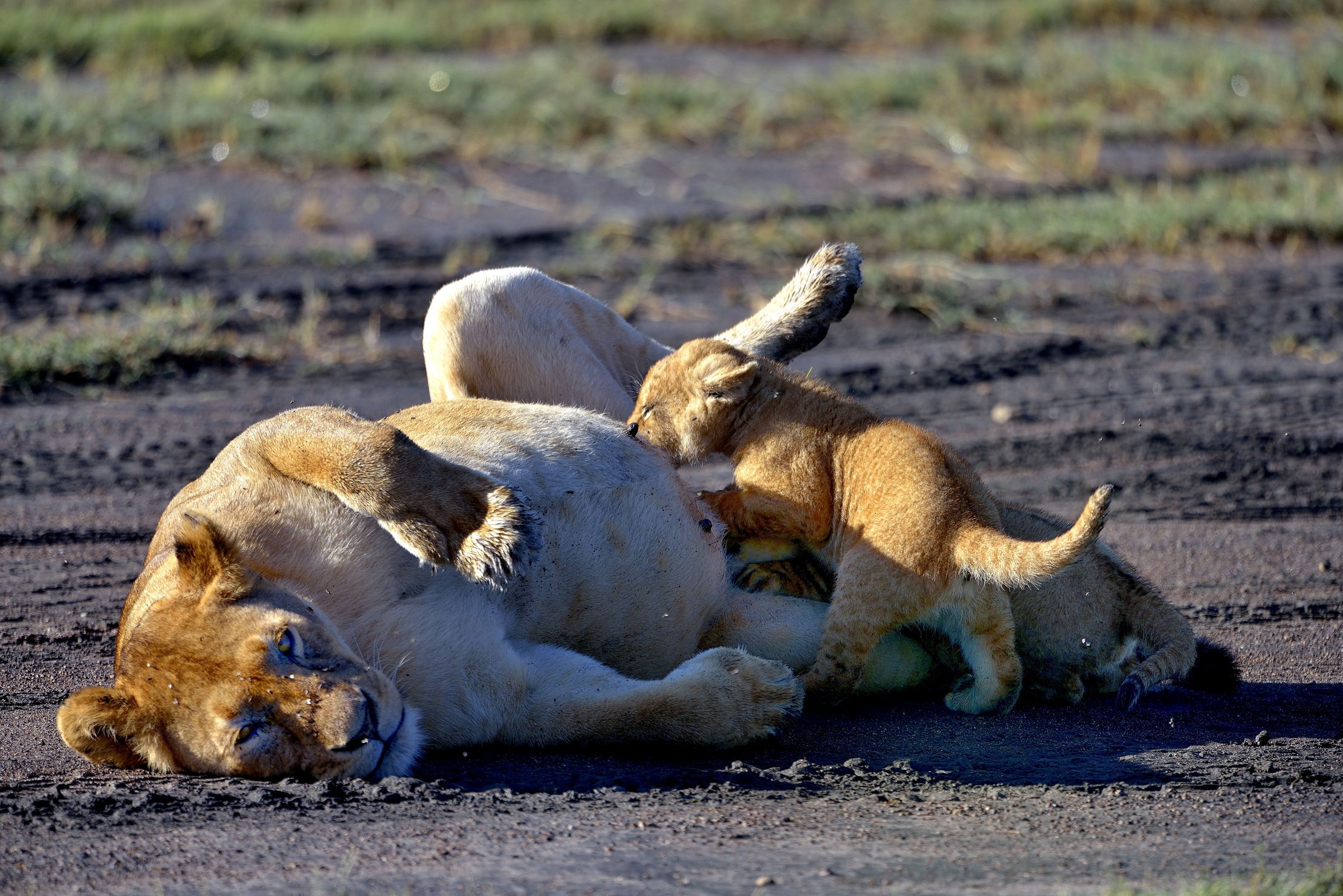 Ngorongoro Cocervation Area - Leonessa con cuccioli